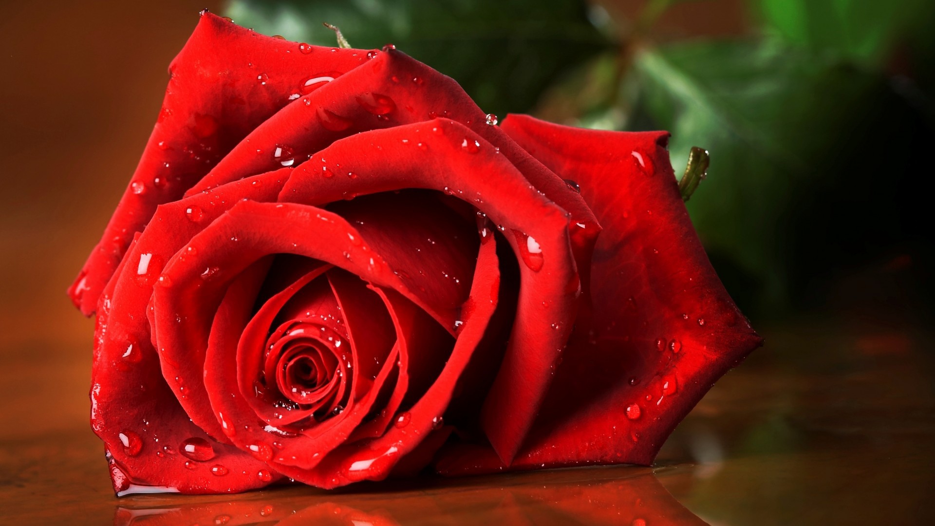 1the Most Popular And Purchased In The Flower World - Red Rose With Water Drops , HD Wallpaper & Backgrounds