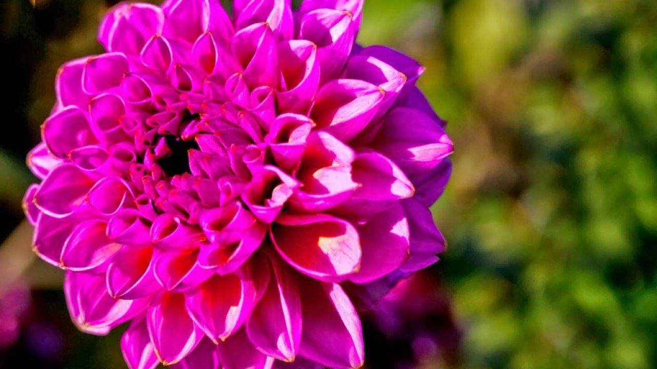 Dahlia, Flower, Best, Beautiful, Spectacular, World, - Dahlia , HD Wallpaper & Backgrounds
