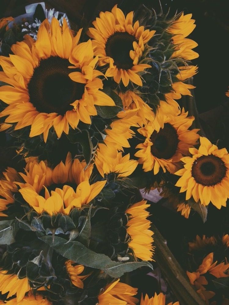 Girasol Sunflowers Tumblr, Sunflower Wallpaper, Phone - Anthony Kiedis , HD Wallpaper & Backgrounds