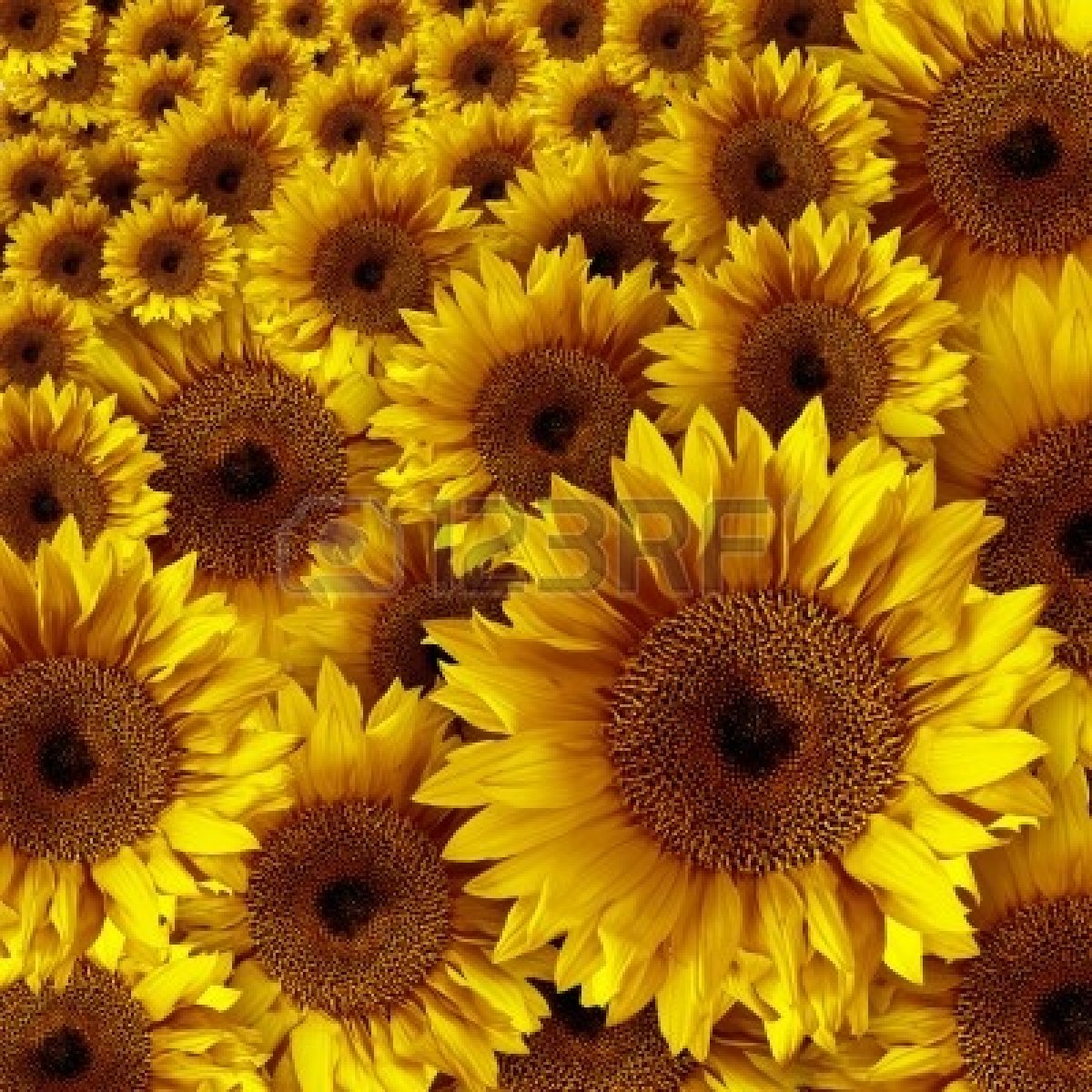Featured image of post Vintage Sunflower Background Tumblr - 46 sunflower backgrounds images in full hd, 2k and 4k sizes.