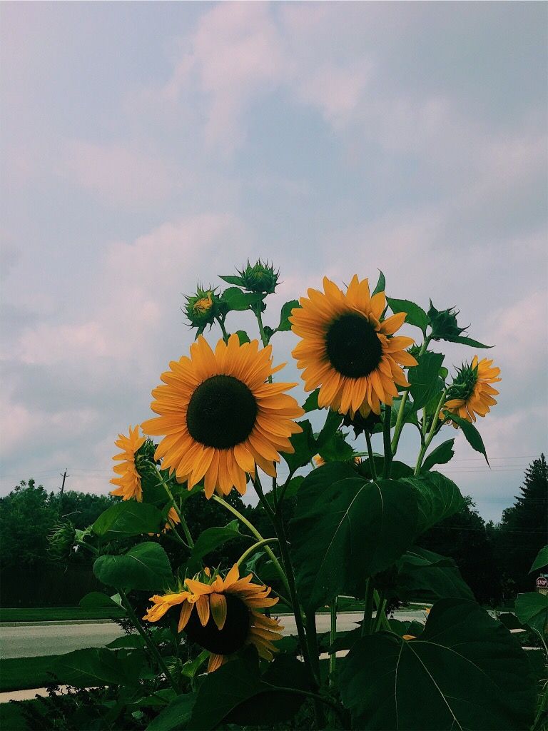 Cute Photography, Sunflowers, Phone Backgrounds, Wallpapers, - My V Is For Vendetta Billie Eilish , HD Wallpaper & Backgrounds