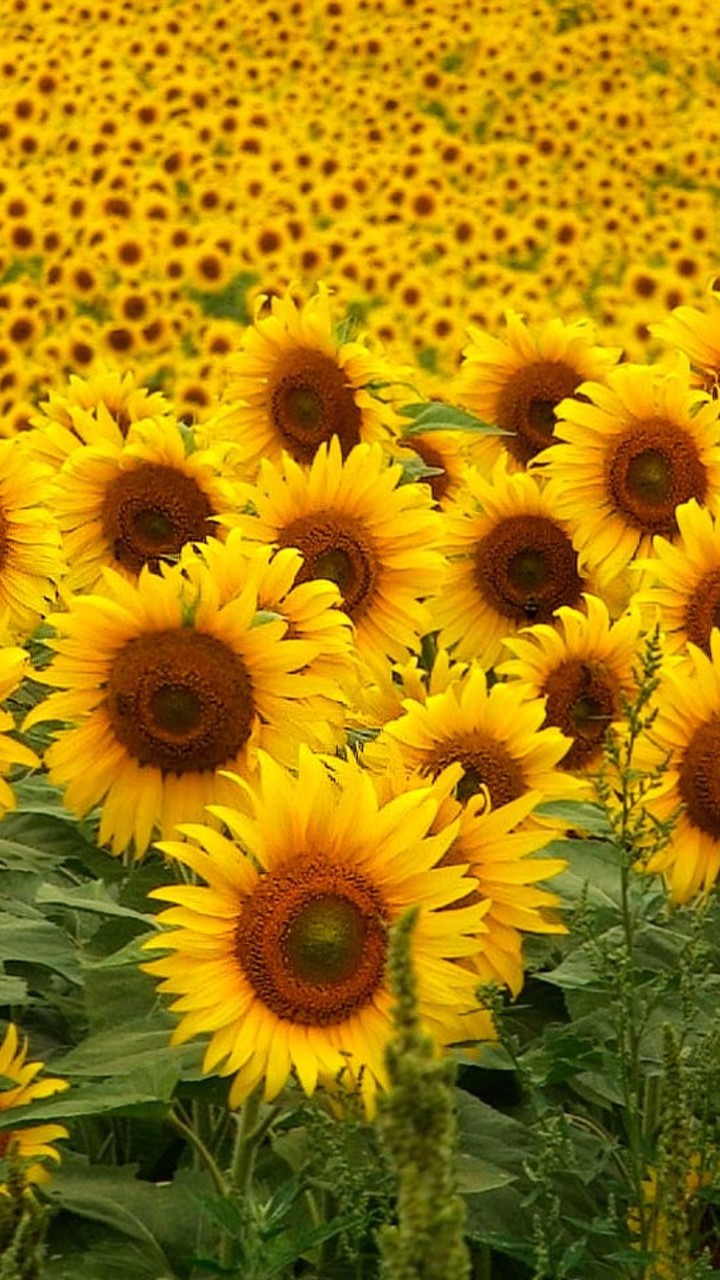 Related Sunflower Wallpaper - Sunflower Examples , HD Wallpaper & Backgrounds
