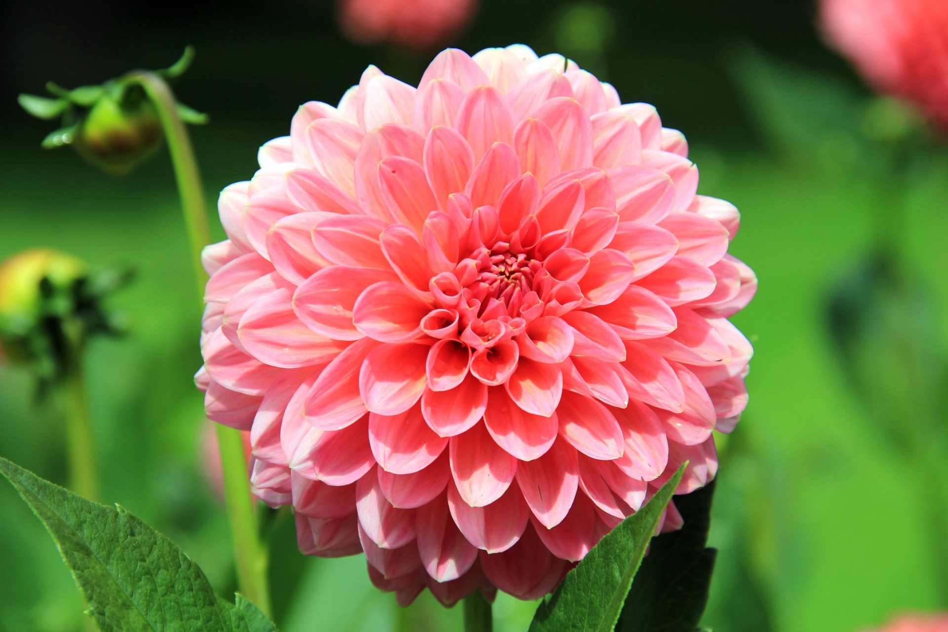 007 Light Pink Dahlia Flower Hd Wallpaper - Flowers For Whatsapp Dp , HD Wallpaper & Backgrounds