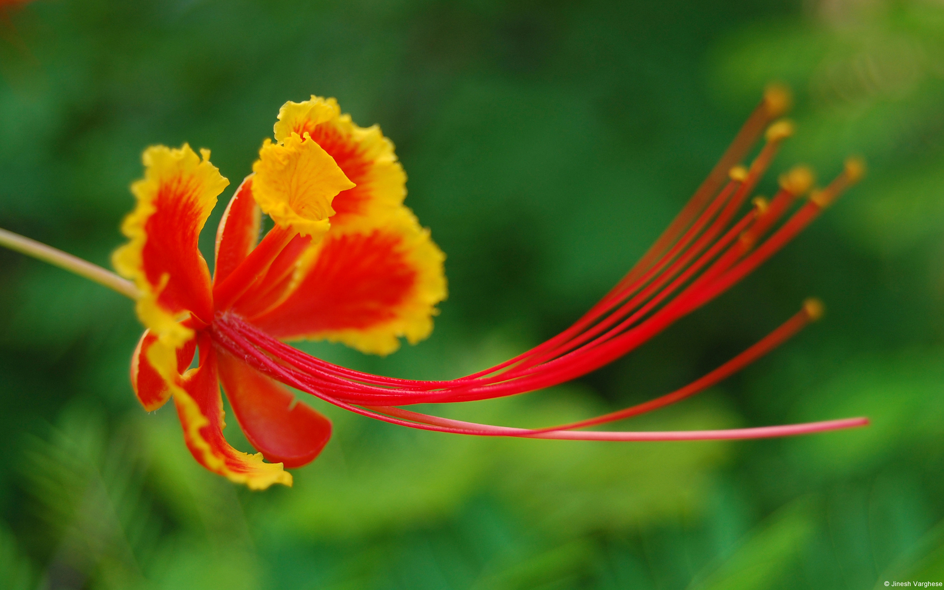Beautiful Flower In Barbados Wallpapers And Images - Pride Of Barbados , HD Wallpaper & Backgrounds