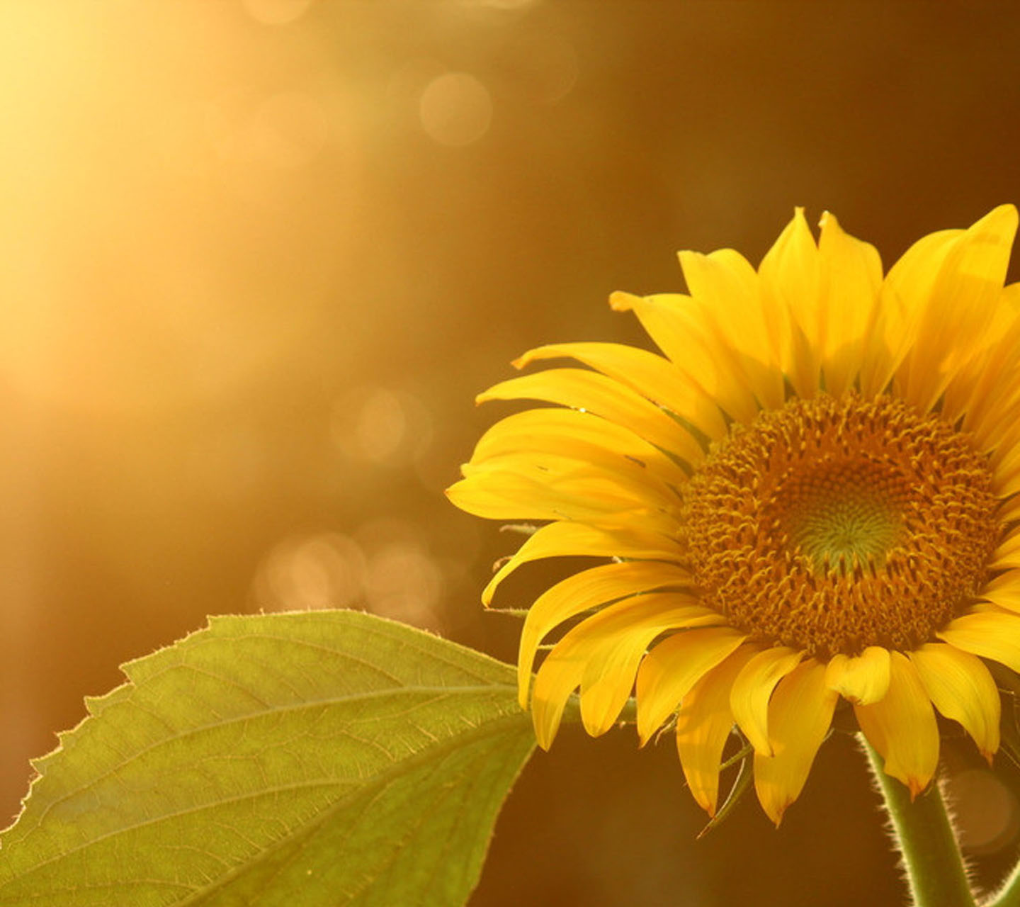 Sunflower - Sunflower Pic For Home Screen , HD Wallpaper & Backgrounds