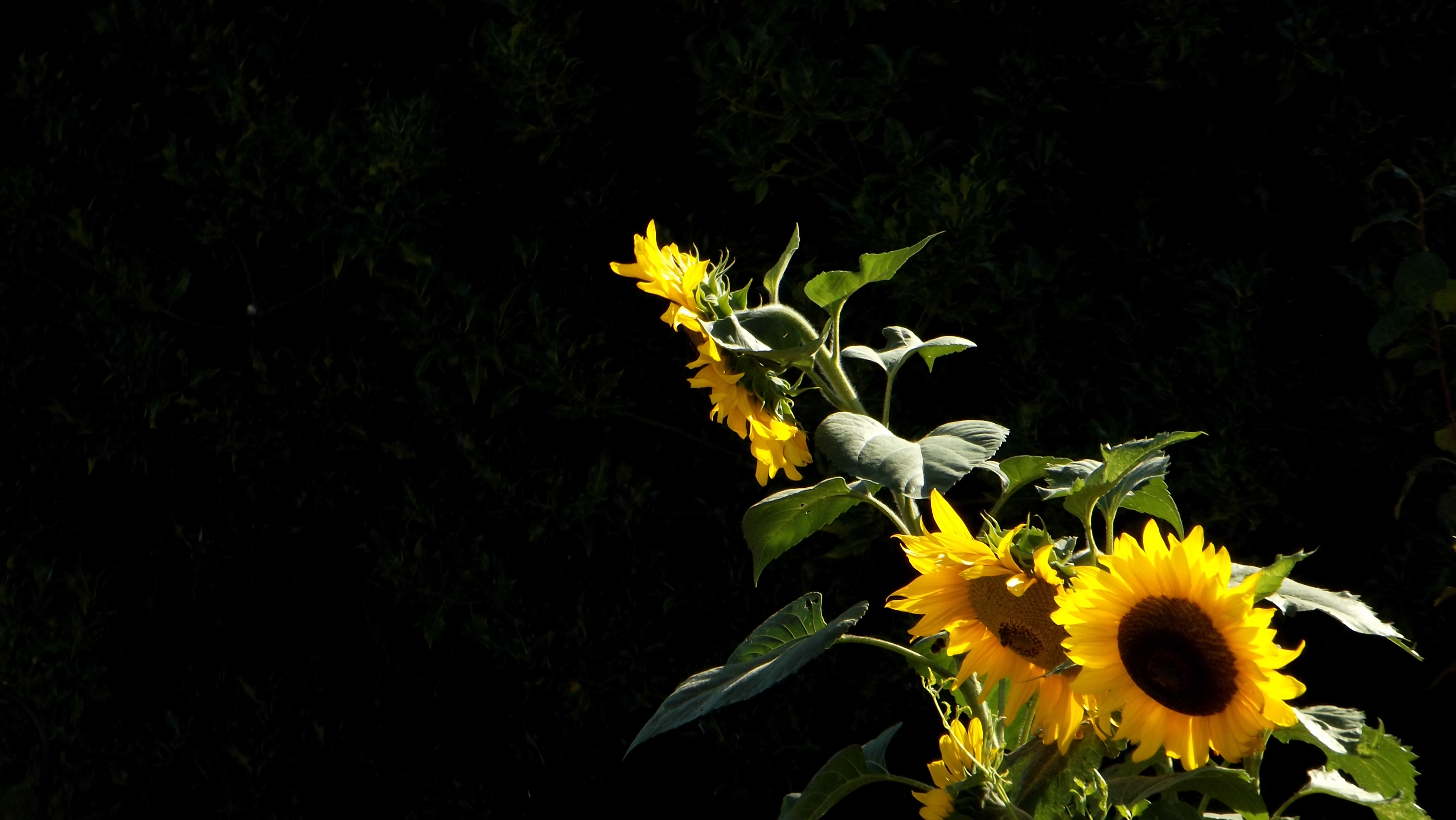 Hd Wallpaper Hd Quality Sunflowers 1885289 Hd Wallpaper