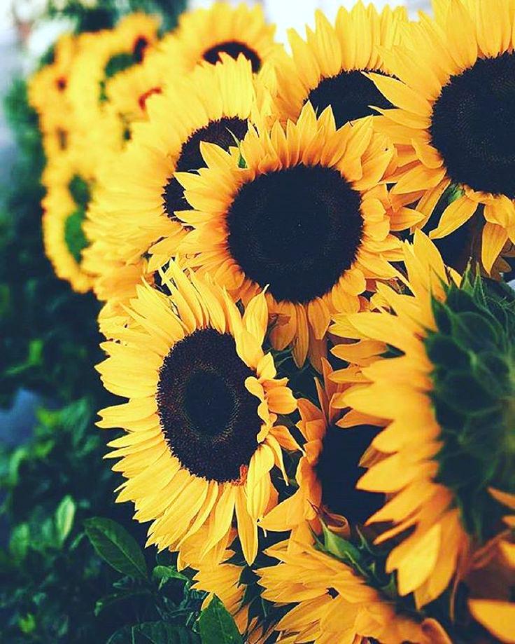 Sunflower Wallpaper Tumblr - Hd Iphone Wallpaper Sunflower , HD Wallpaper & Backgrounds