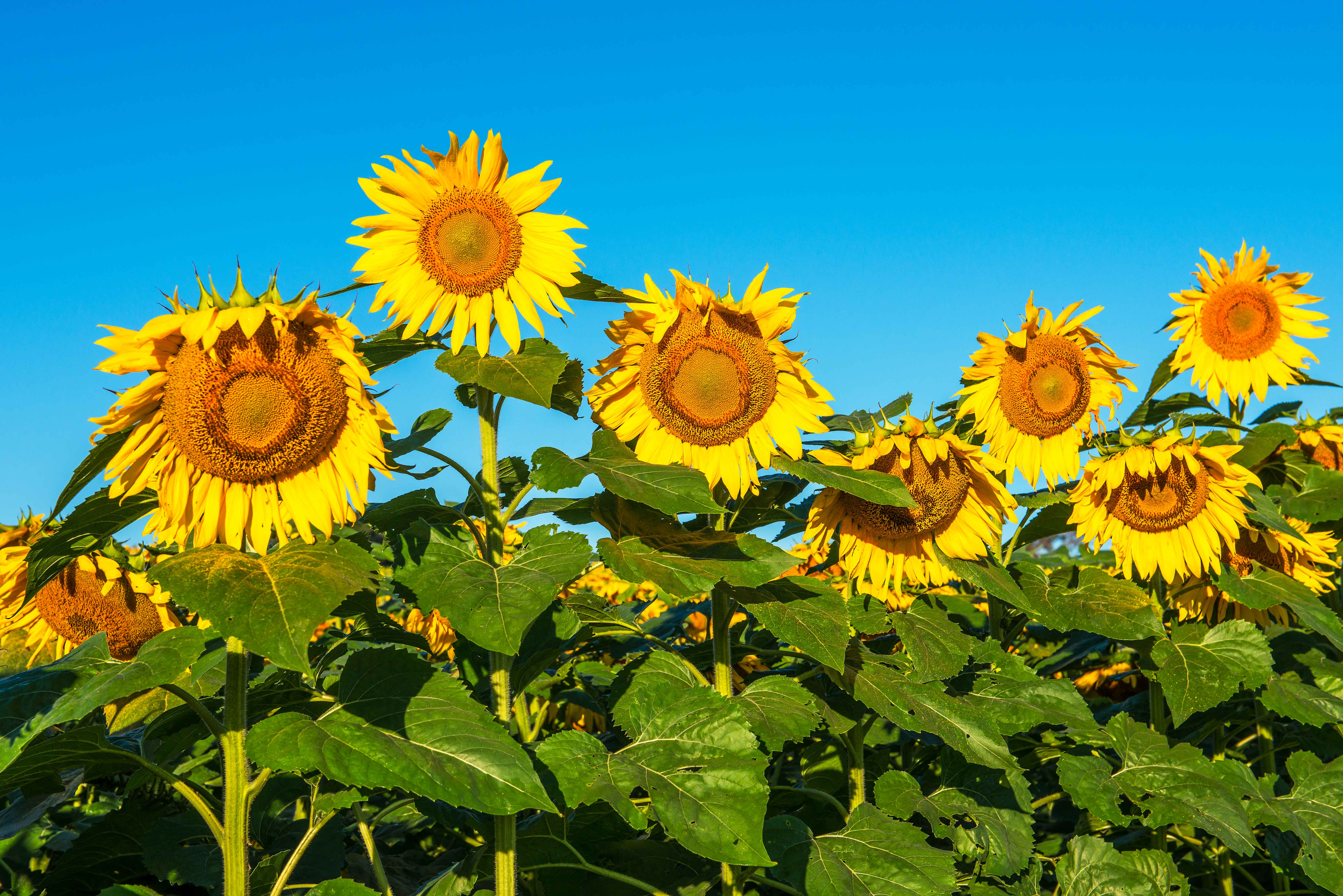 Eleletsitz Sunflowers Tumblr Header Images - Wallpaper , HD Wallpaper & Backgrounds