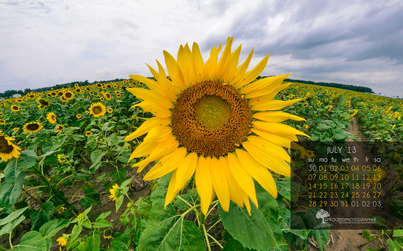 Sunflower Wallpaper Tumblr - Wallpaper , HD Wallpaper & Backgrounds