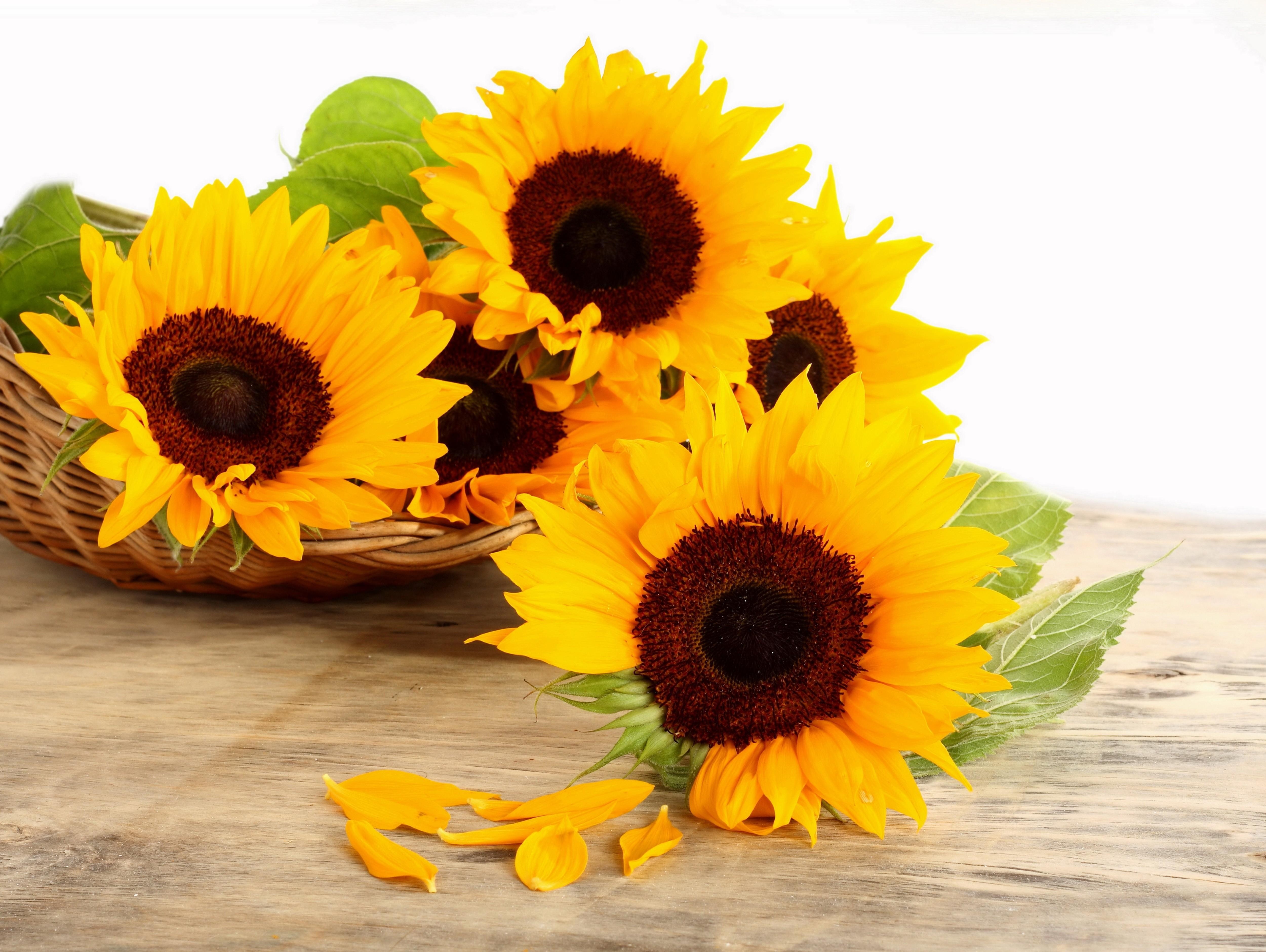 Sunflowers, Basket, Petals, Surface Wallpaper And Background - Sunflowers And Flowers In Bucket , HD Wallpaper & Backgrounds