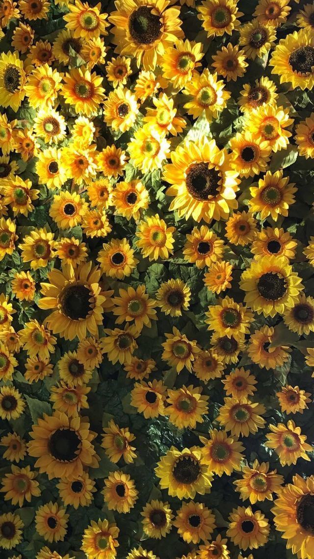 Flowers Sunflower Aesthetic Tumblr Laptop Wallpaper Aesthetic Flowers Sunflower Aesthetic Tumblr Laptop Wallpaper Aesthetic