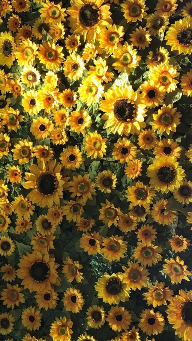 Flowers Sunflower Aesthetic Tumblr Laptop Wallpaper - Aesthetic Sunflower , HD Wallpaper & Backgrounds