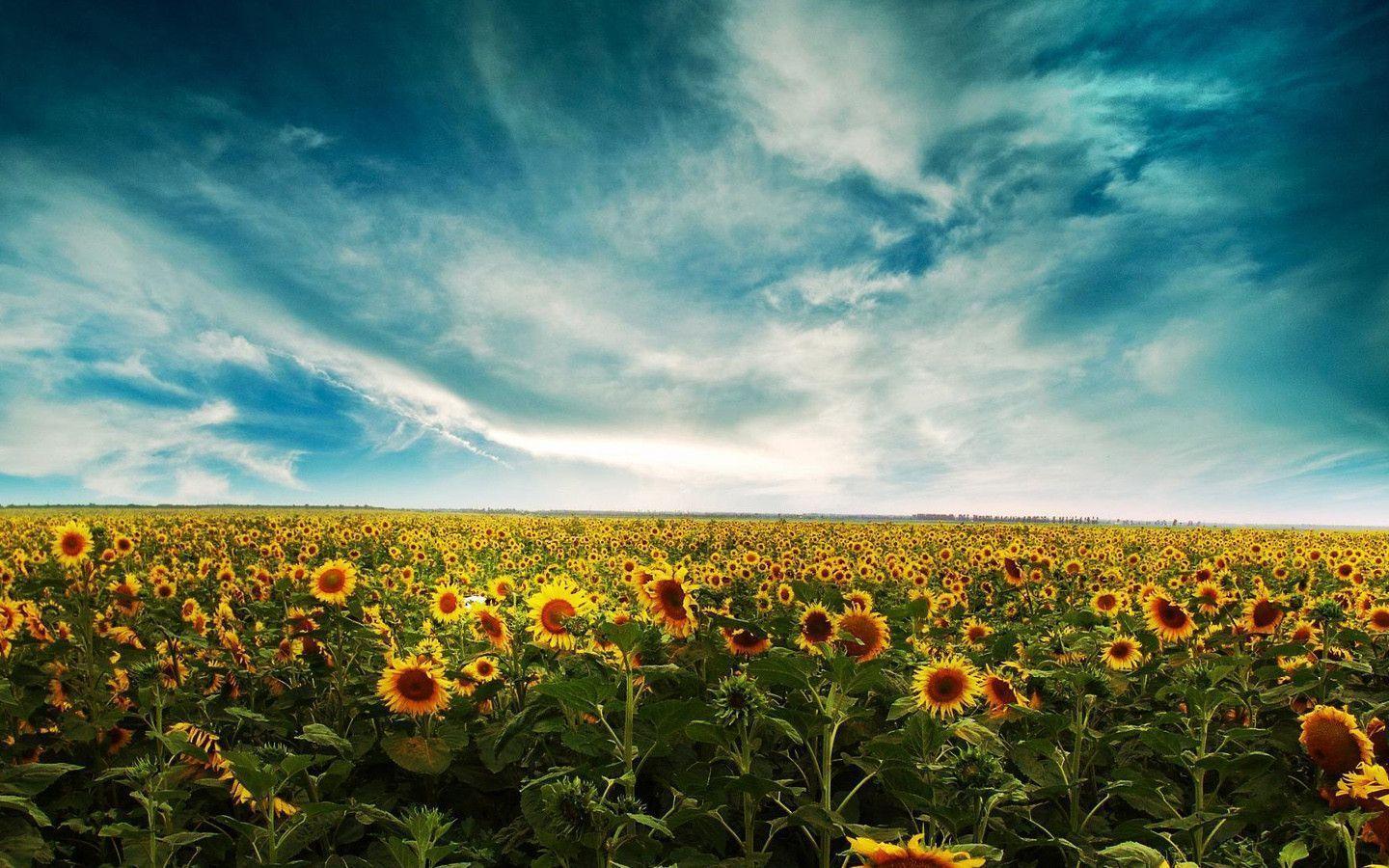Sunflower Backgrounds - Wallpaper Cave - Background Laptop 14 Inches , HD Wallpaper & Backgrounds