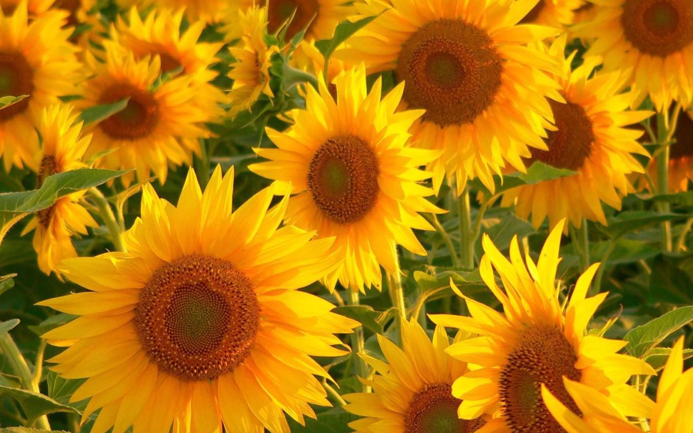 Sunflower Wallpaper Tumblr Pc Gardening Flower And - Beautiful Photos Of Sunflowers , HD Wallpaper & Backgrounds