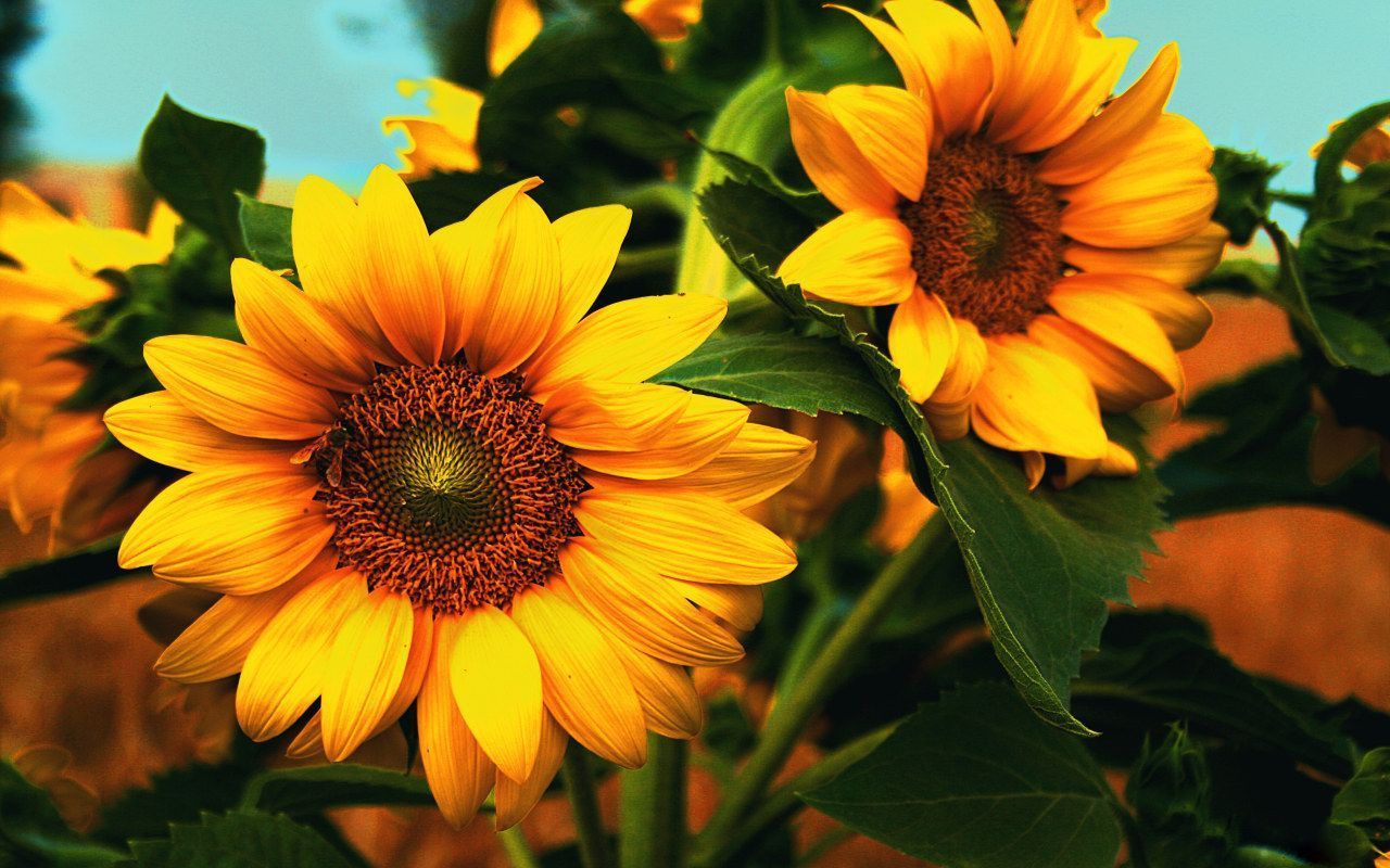 Sunflower Hd Wallpaper 1080p , HD Wallpaper & Backgrounds