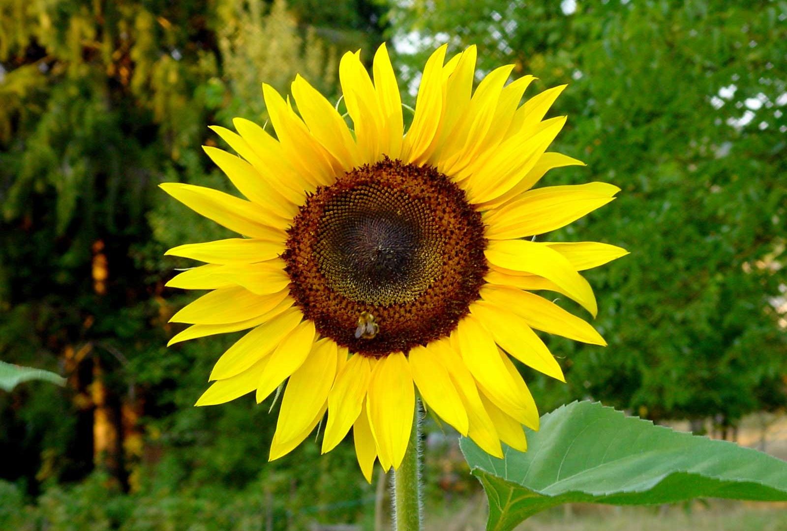 Sunflower Flower Desktop Hd Wallpaper - 1080p Sun Flower Images Hd , HD Wallpaper & Backgrounds