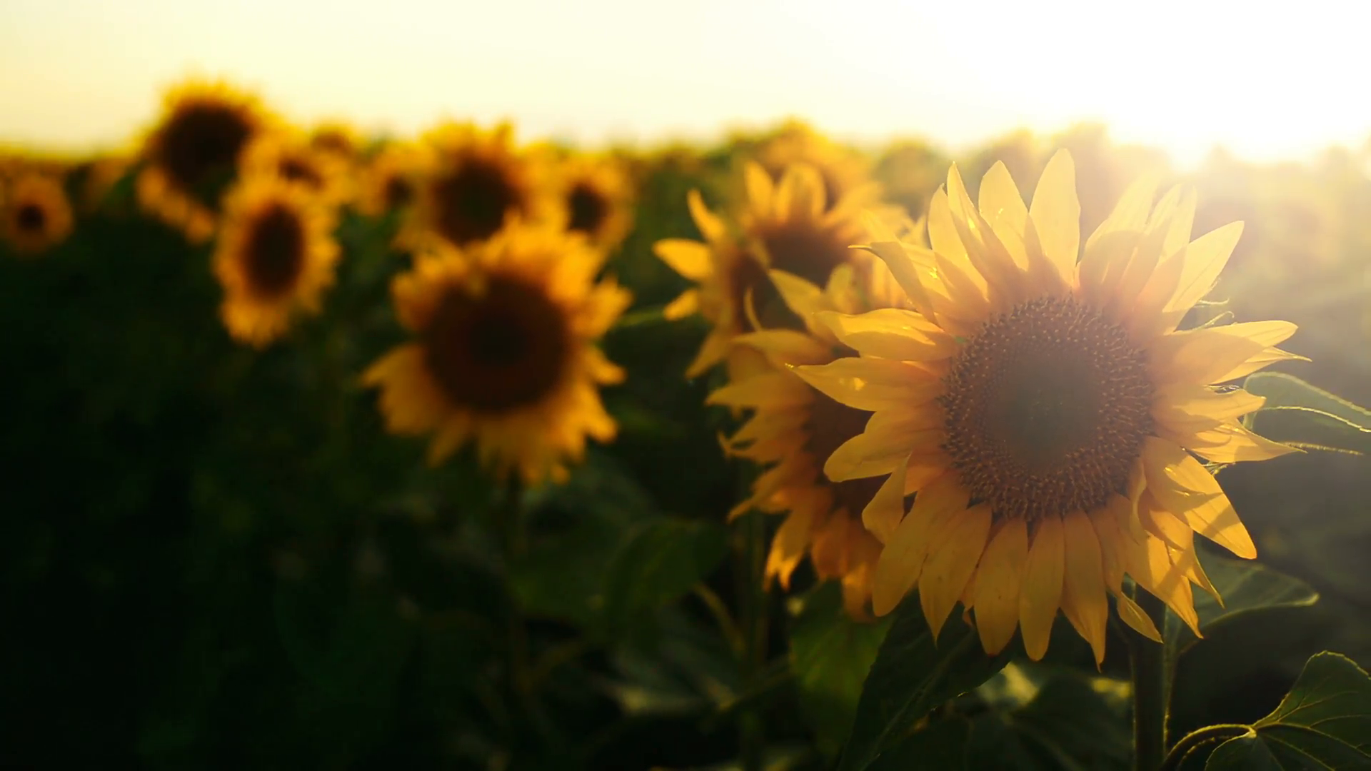 Sunflower Hd Wallpaper 1080p - Sunflower Field Hd , HD Wallpaper & Backgrounds