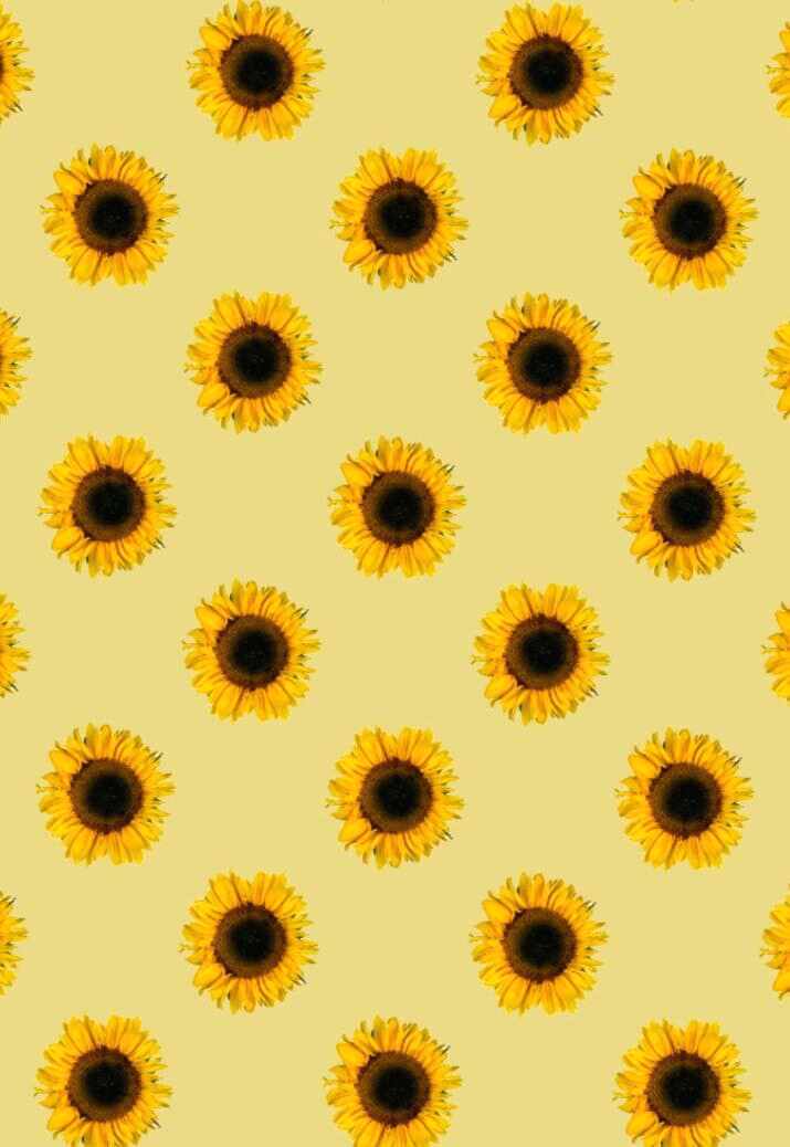 Wallpaper Sunflowers - Sunflowers Wallpaper Iphone , HD Wallpaper & Backgrounds