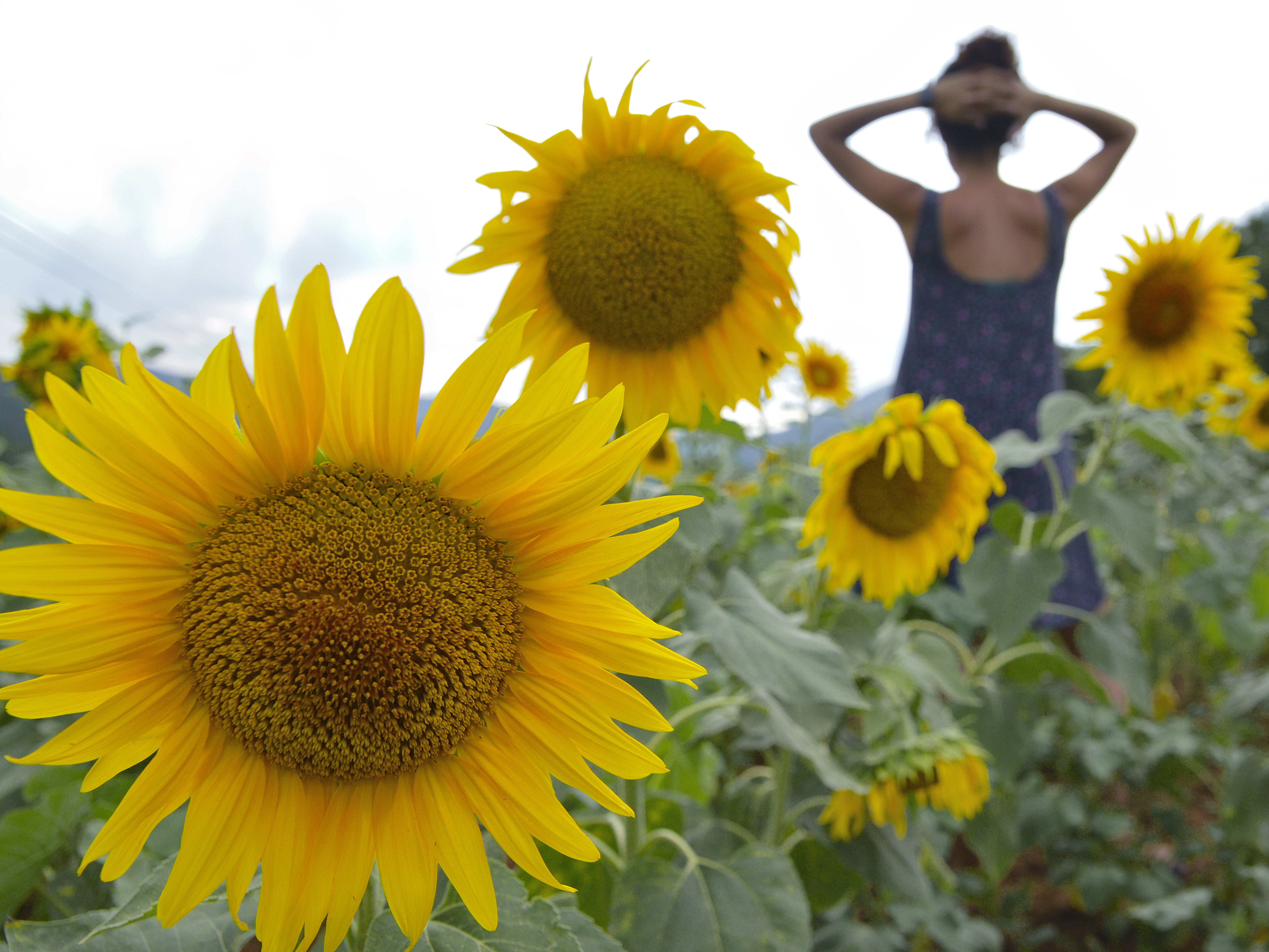 Woman In Purple Tank Dress Standing On Sunflower Field - Girl In A Sunflower Field , HD Wallpaper & Backgrounds