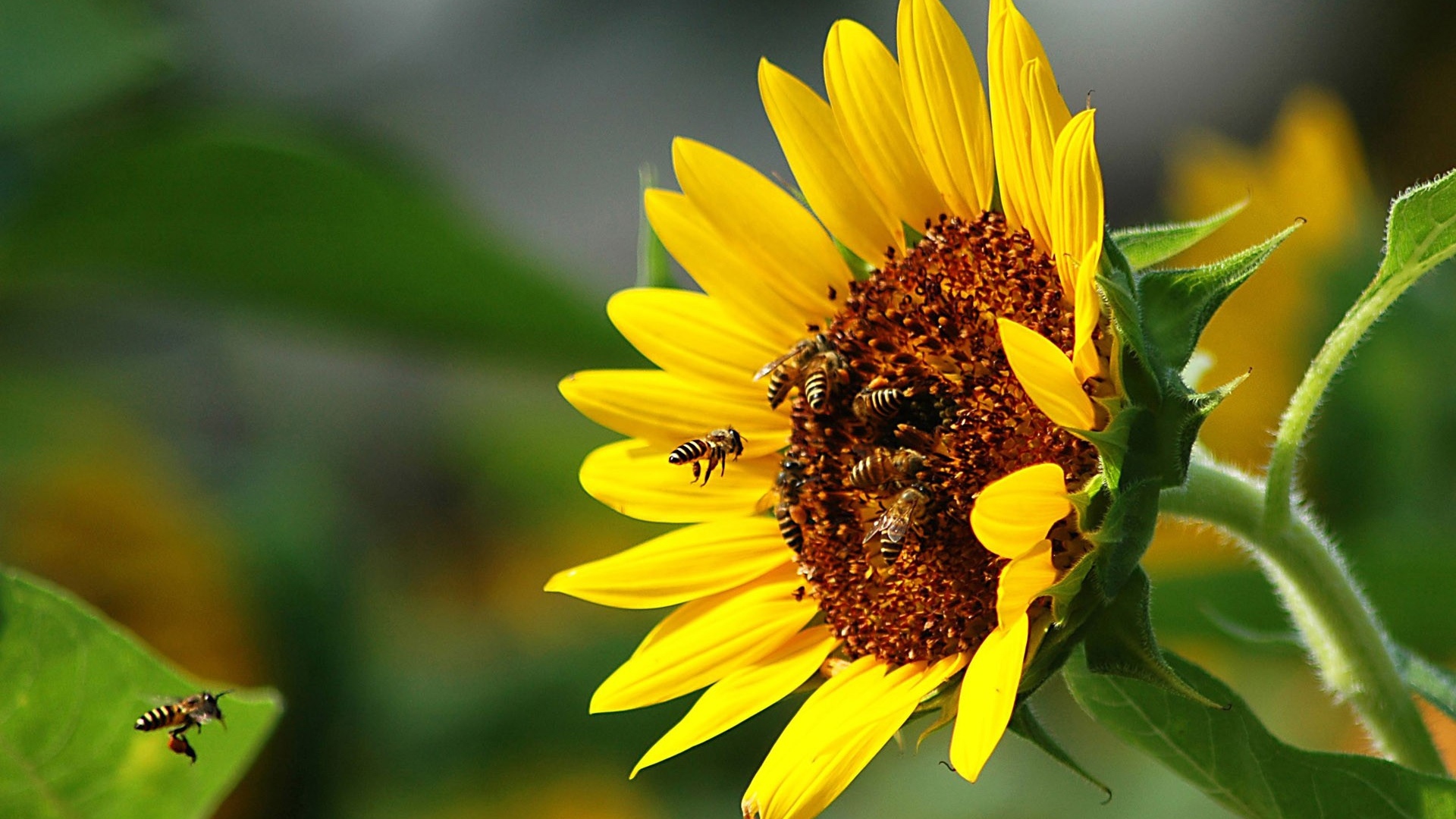 Bees, Pollination, Flower - Imagenes De Abejas En Flores , HD Wallpaper & Backgrounds
