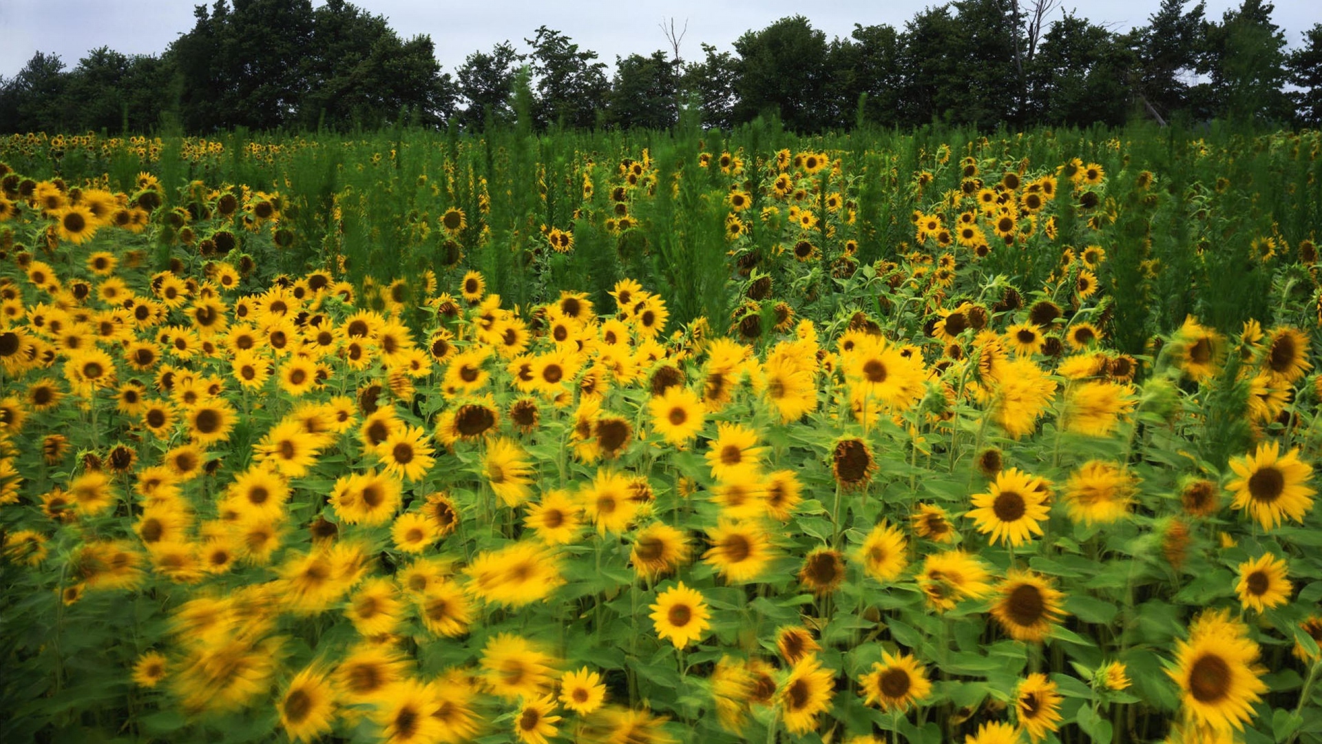 Full Hd Wallpaper Sunflower Field Forest Summer - 鲜花 壁纸 , HD Wallpaper & Backgrounds