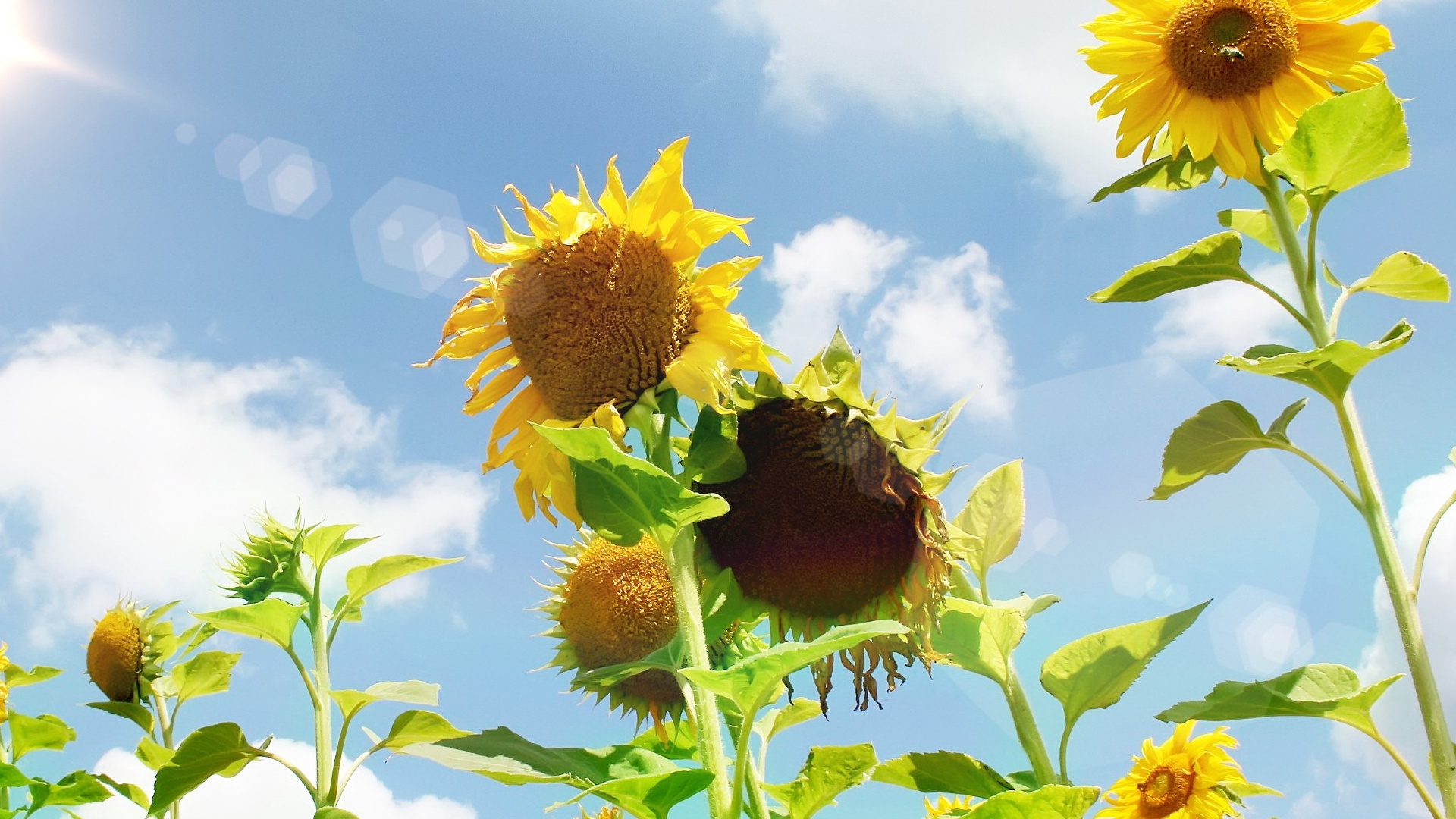 Sunflower, Flowering Plant, Sunlight, Sky, Flower Wallpaper - Girasol Y Un Sol , HD Wallpaper & Backgrounds
