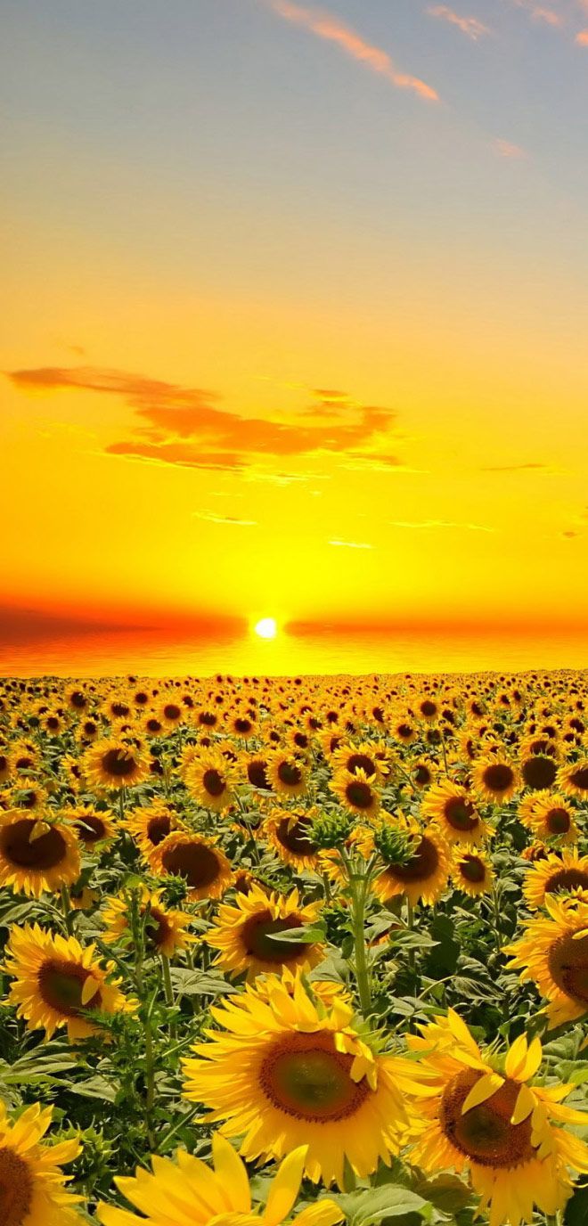 Flowers Wallpapers Hd And Widescreen - Flowers Wallpaper With Sunsets , HD Wallpaper & Backgrounds