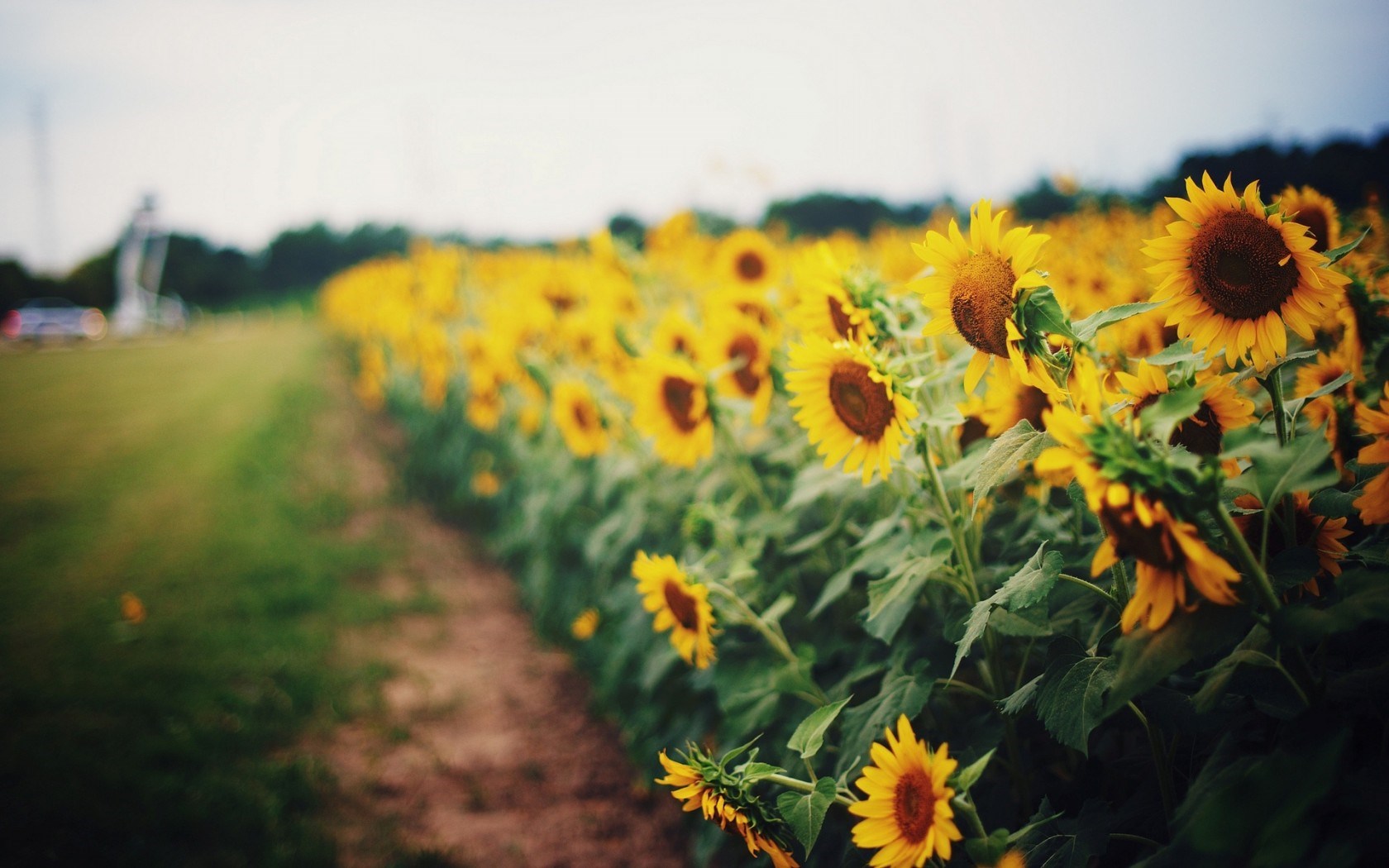 Sunflower Pictures Hd Desktop - Field Of Sunflowers Hd , HD Wallpaper & Backgrounds