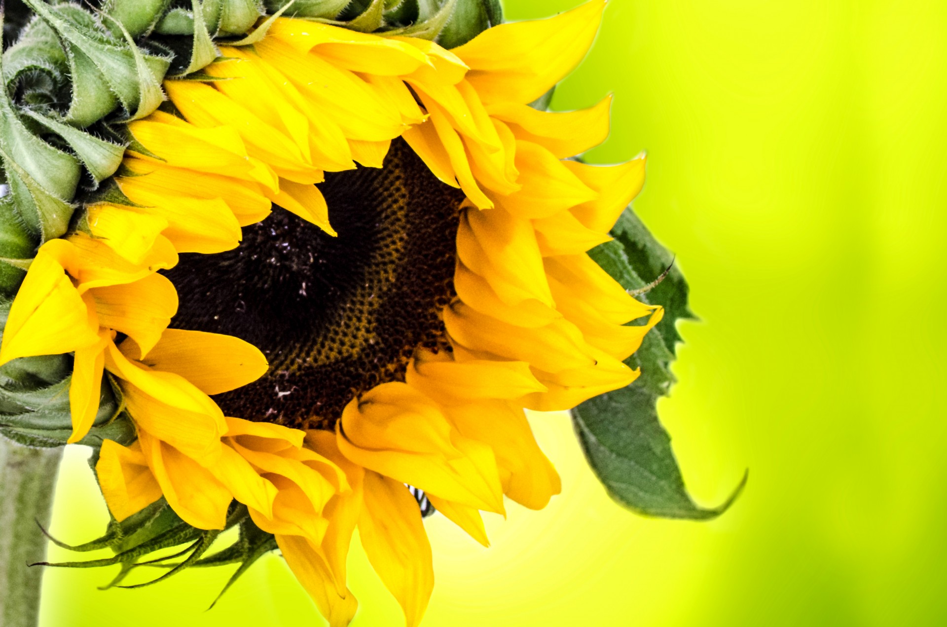 Sunflower - Old Sunflowers , HD Wallpaper & Backgrounds