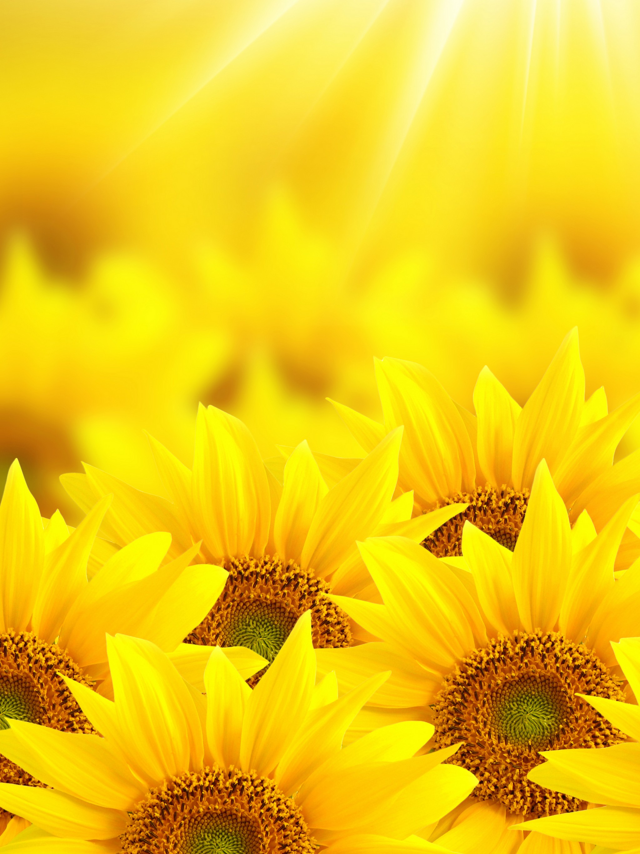 Download Sunflower Cupcakes, Sunflower Cycle Wallpaper - Wallpaper , HD Wallpaper & Backgrounds