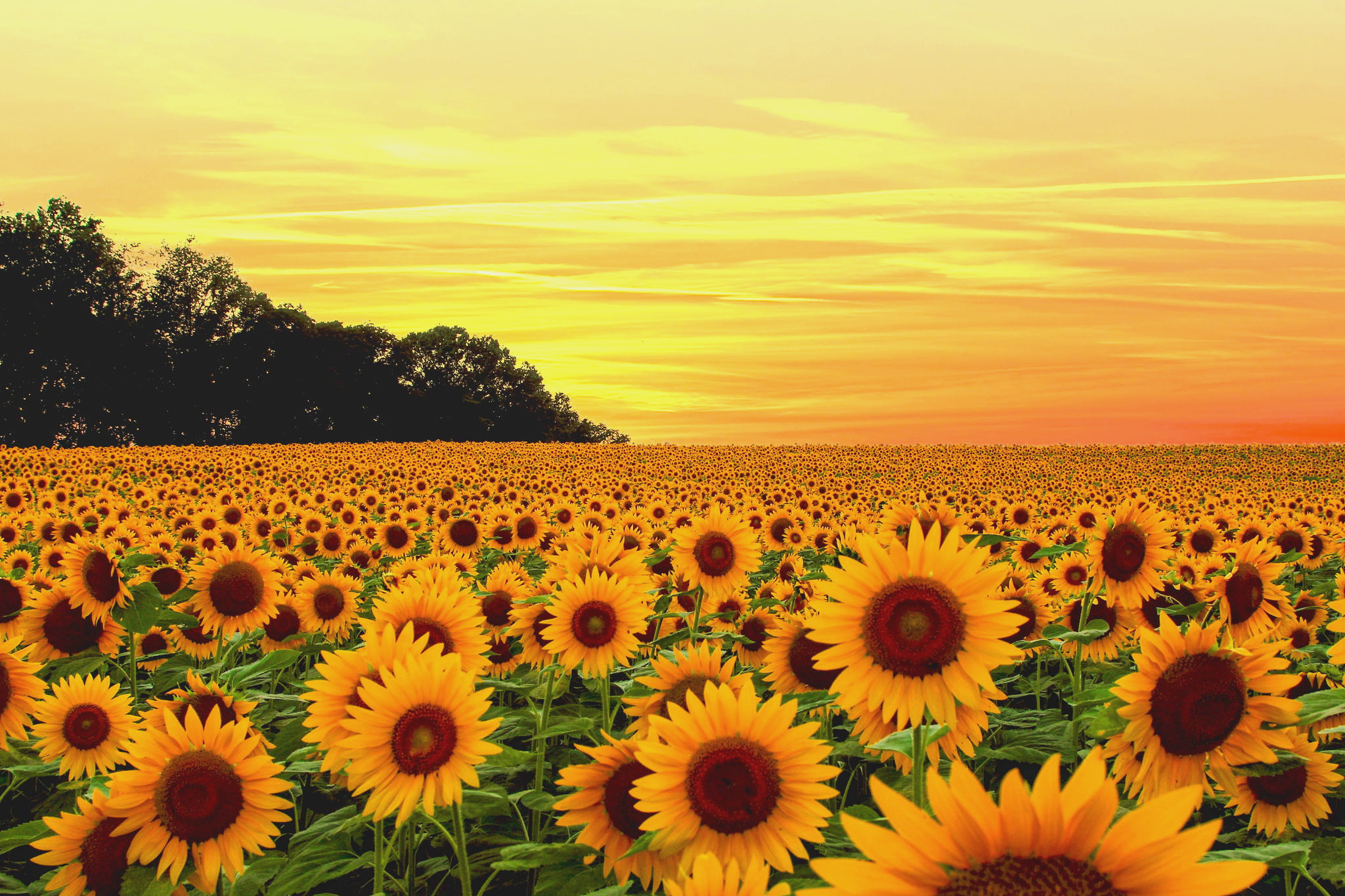 Sunflower Hd Wallpapers 1080p - Sunflower Field Background , HD Wallpaper & Backgrounds