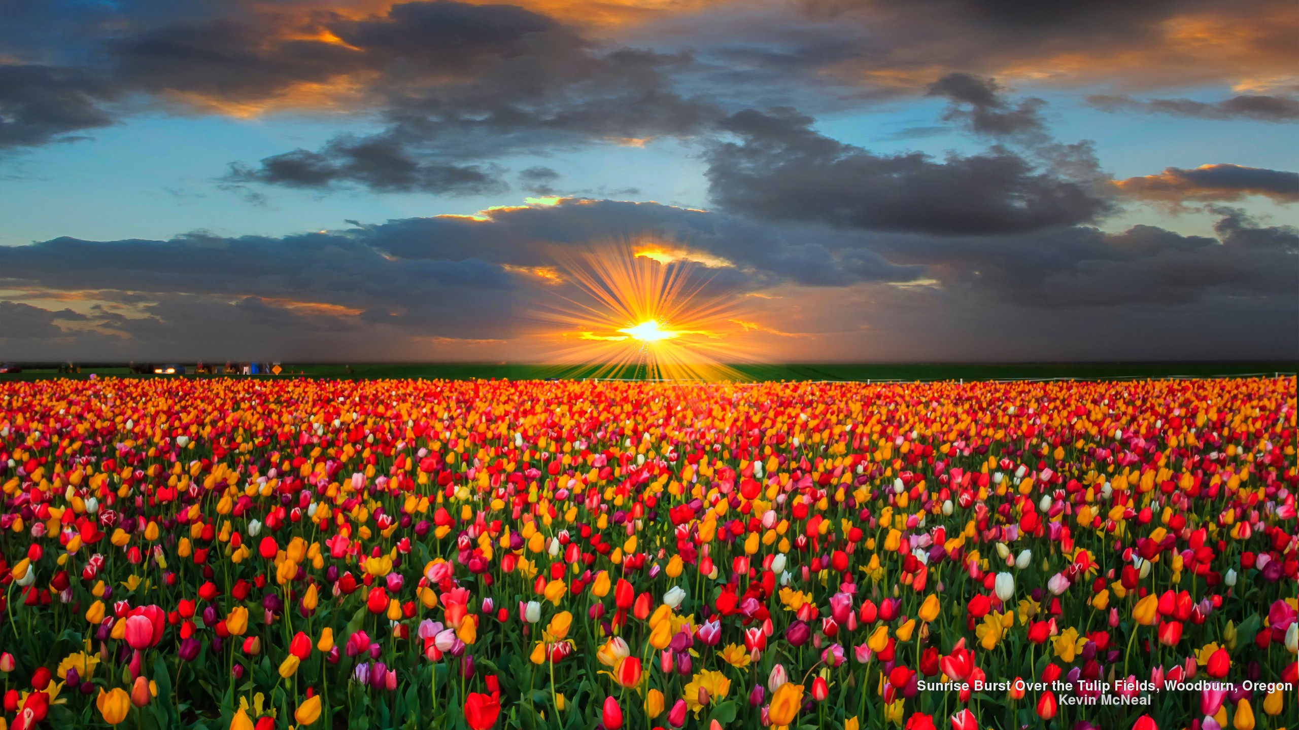 Sunflower Field Desktop Wallpapers Full Hd Is Cool - Tulip Field Desktop Background , HD Wallpaper & Backgrounds