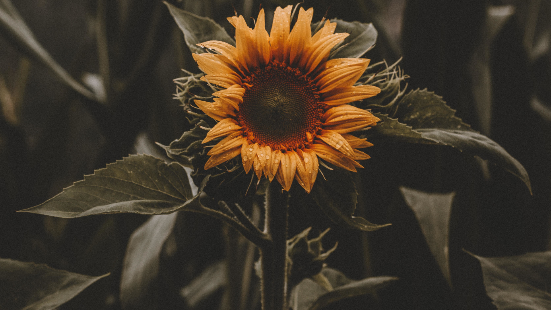 Beautiful, Bloom, Sunflower, Yellow, Wallpaper - Sunflower Sierra Burgess Lyrics , HD Wallpaper & Backgrounds