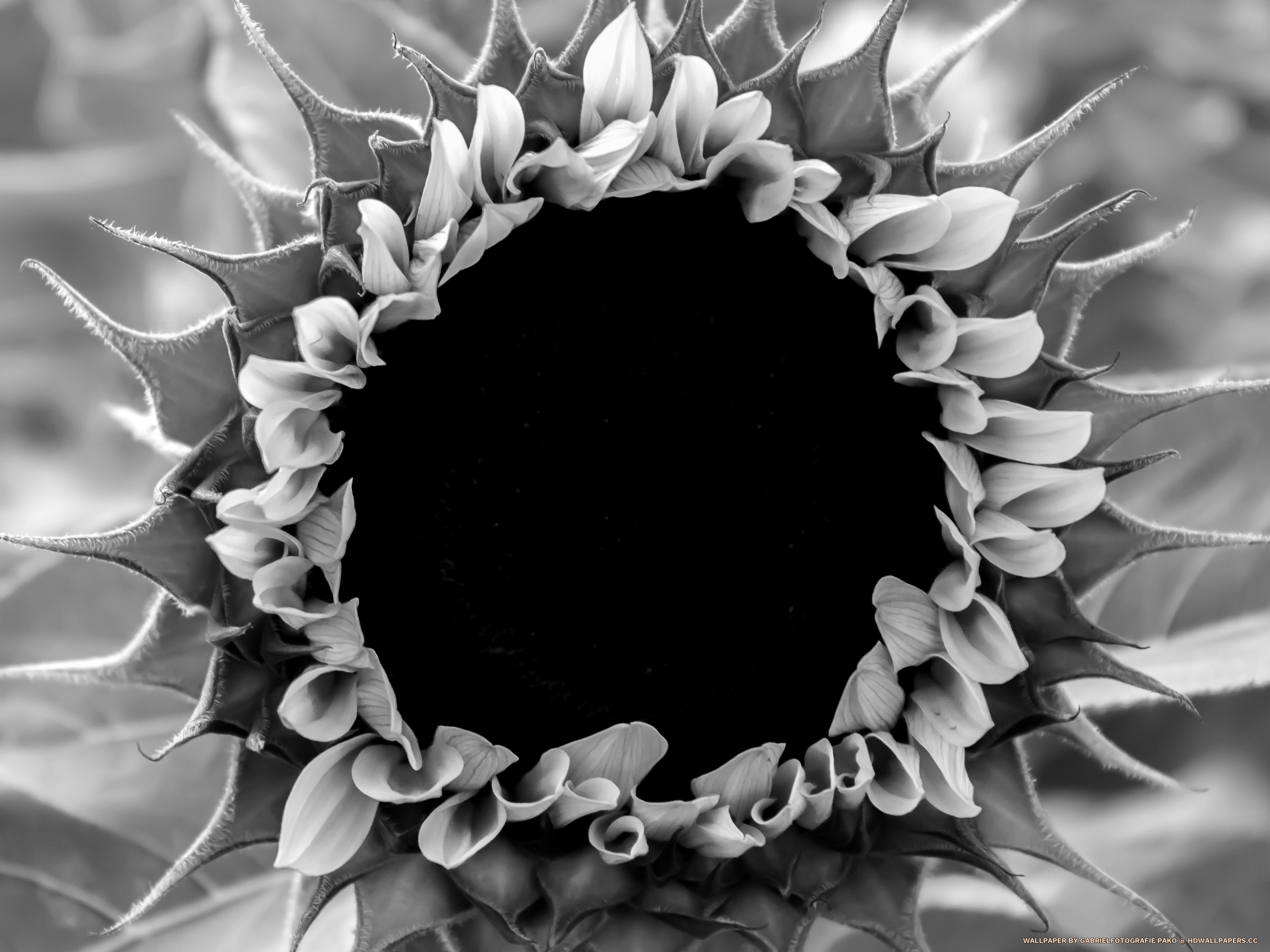 Sunflower 4k Uhd Wallpaper - Hd Black And White Sunflower , HD Wallpaper & Backgrounds