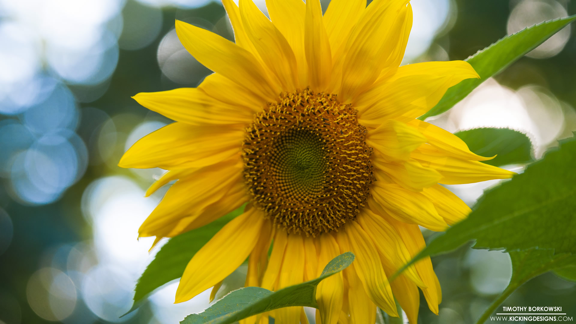 Greenyellow - Sunflower , HD Wallpaper & Backgrounds