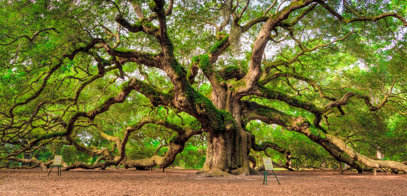 Angel Oak Johns Island , HD Wallpaper & Backgrounds