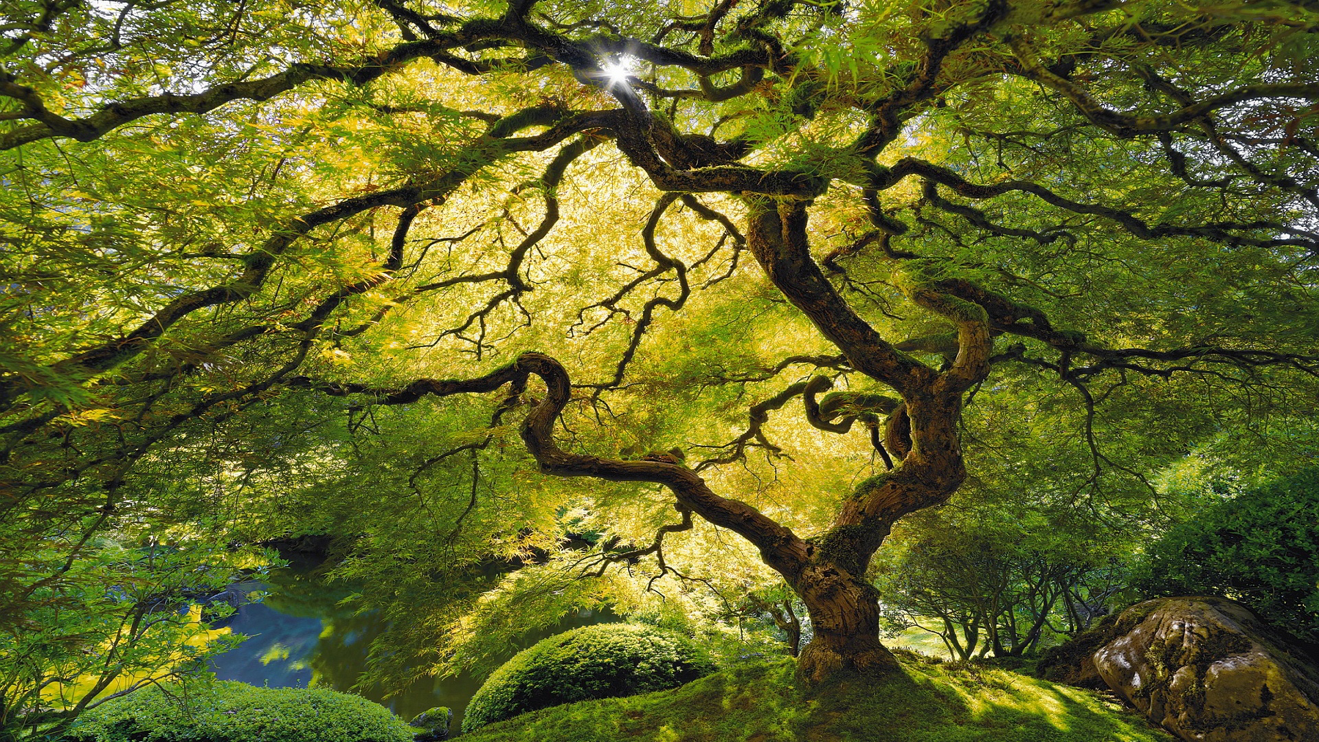 Rain Forest Tree 1886204 HD Wallpaper Backgrounds Rain Forest Tree 1886204 HD Wallpaper Backgrounds