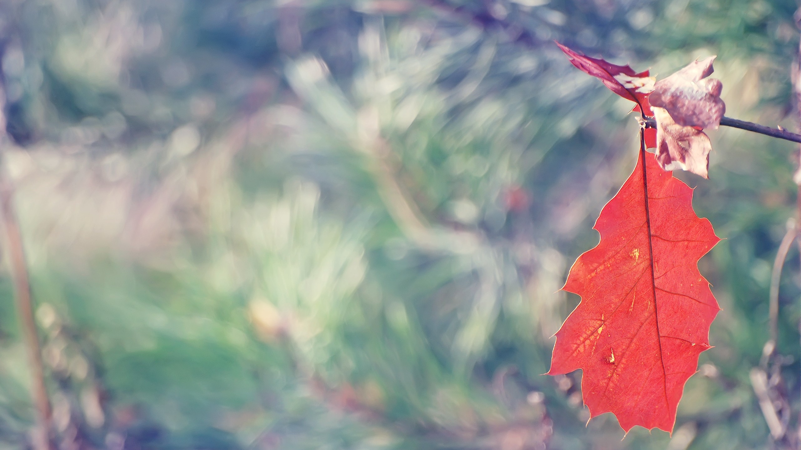 Wallpaper Leaf, Oak Tree, Branch, Autumn - Wallpaper , HD Wallpaper & Backgrounds