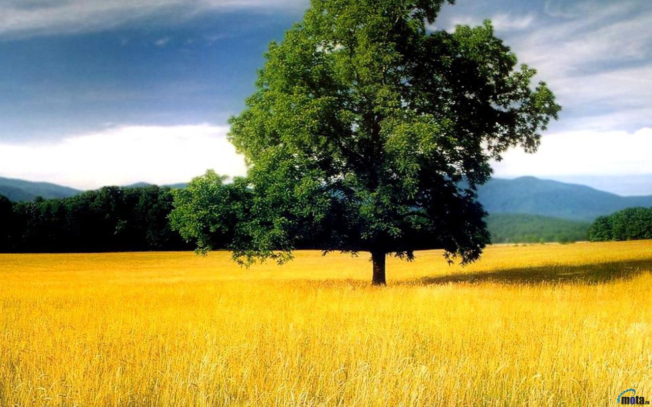 Oak Trees Wallpapers Px, - Oak Tree In A Field , HD Wallpaper & Backgrounds
