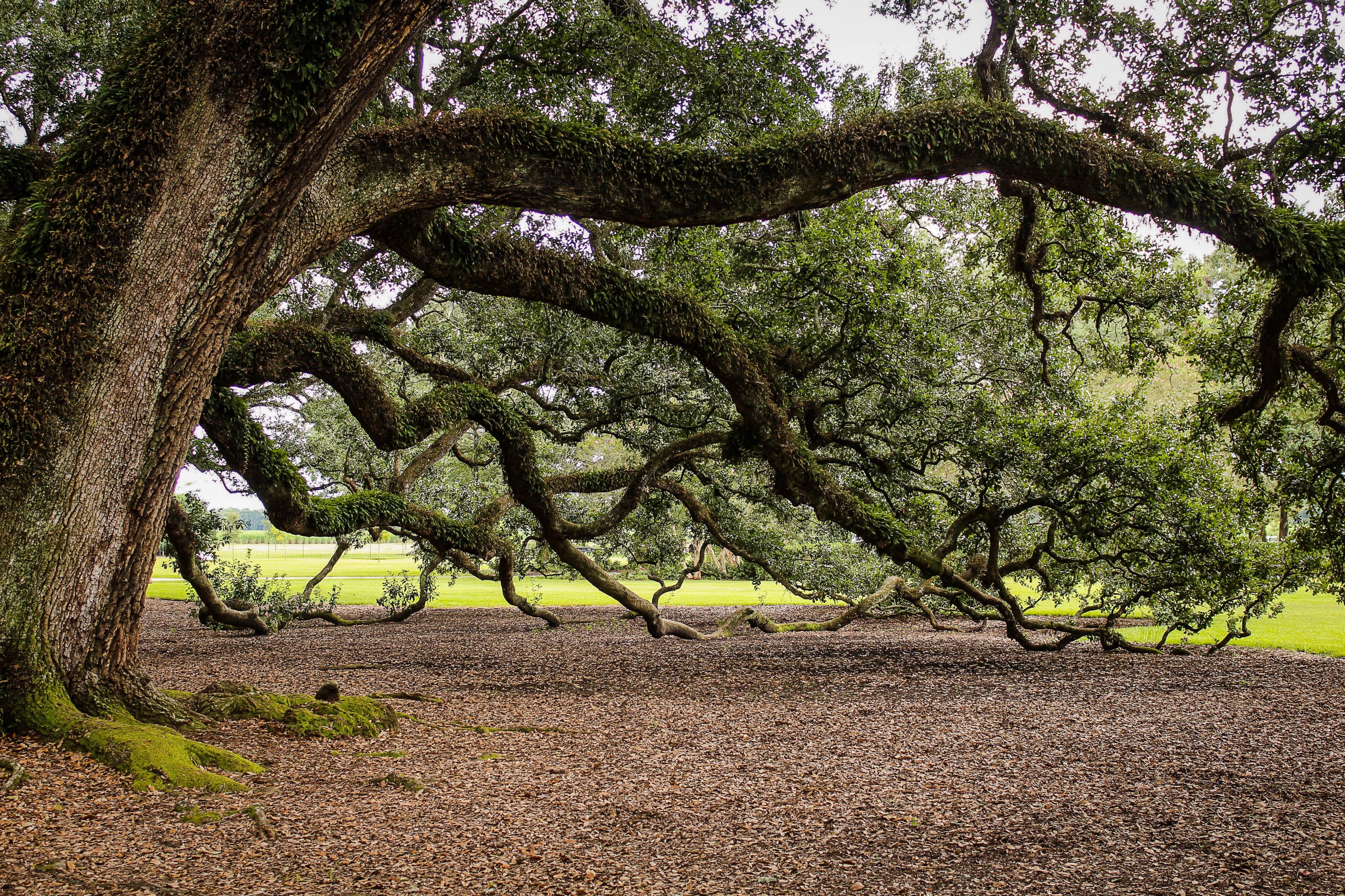 #3840x2560 #virginia Live Oak #southern Live Oak #oak - Old American Oak Trees , HD Wallpaper & Backgrounds