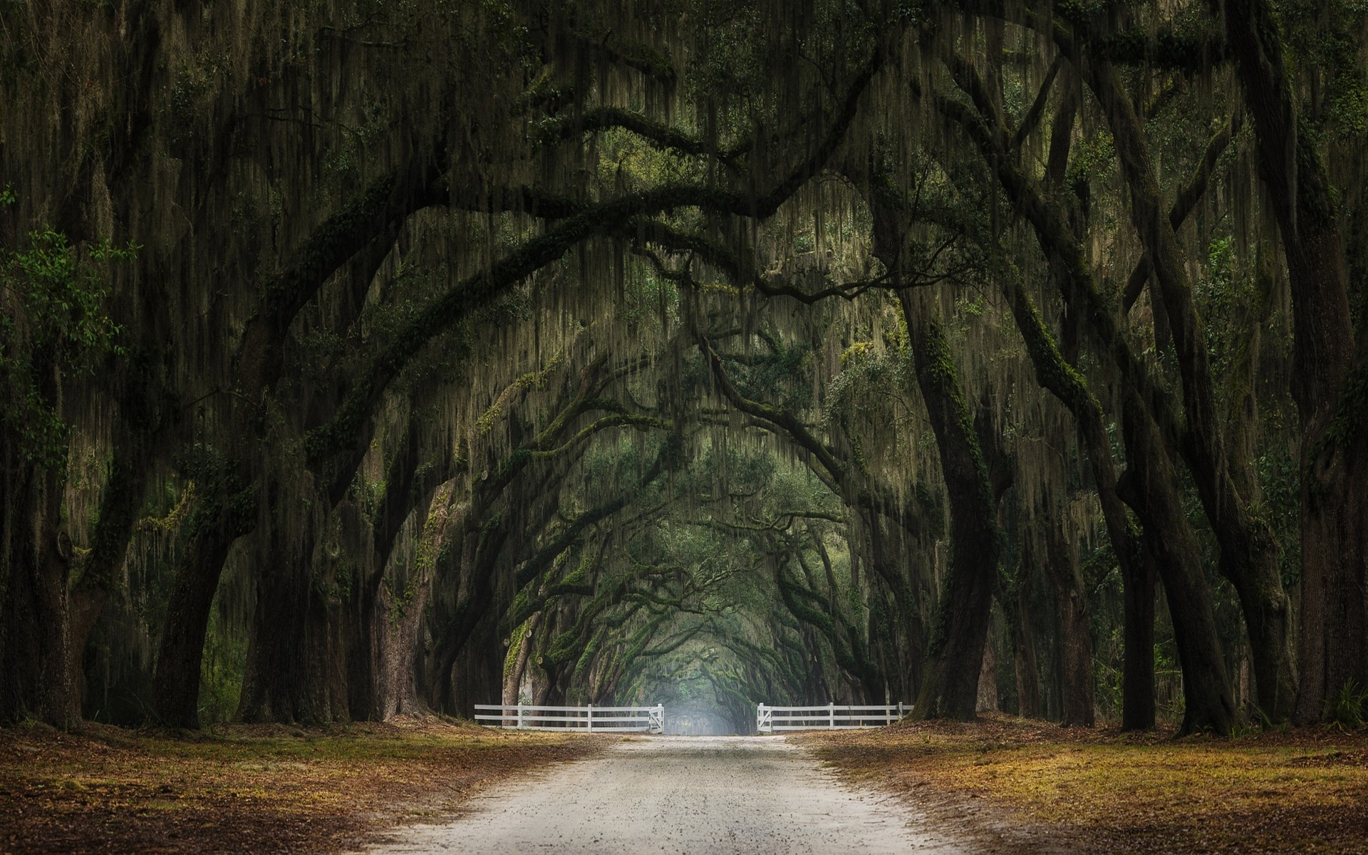 Nature, Landscape, Oak Trees, Gates, Tunnel, Leaves, - Grove , HD Wallpaper & Backgrounds