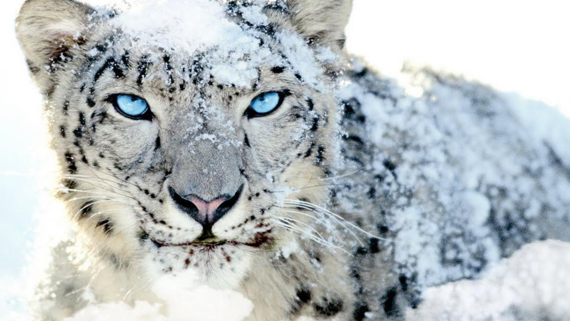 Snow Leopard Wallpapers Page - Hd Wallpaper Snow Leopard , HD Wallpaper & Backgrounds