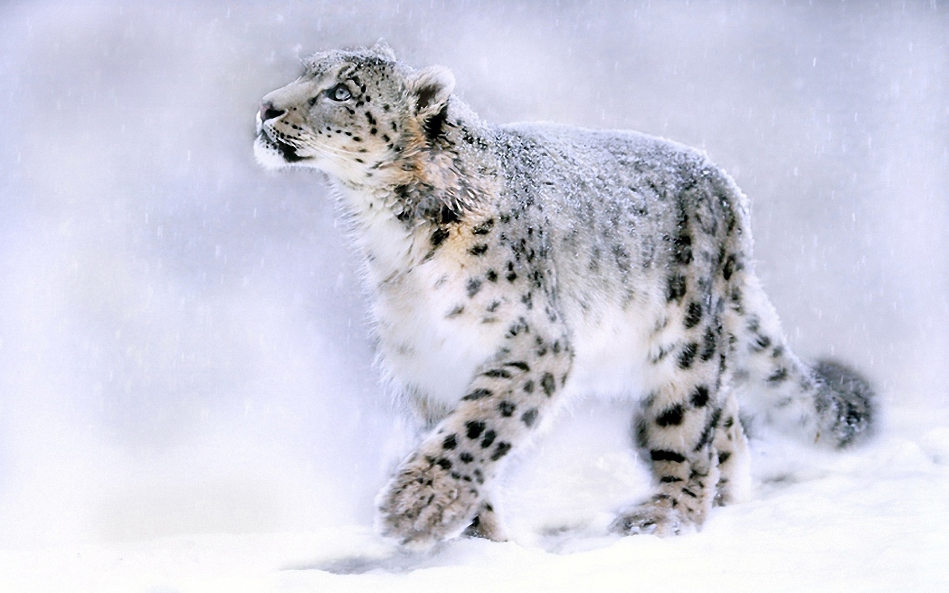 4k Snow Leopard Wallpapers High Quality , HD Wallpaper & Backgrounds