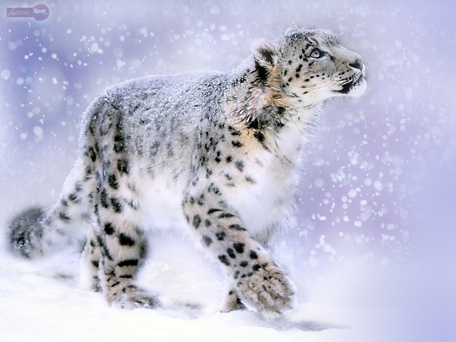 Snow Leopards In Snow , HD Wallpaper & Backgrounds