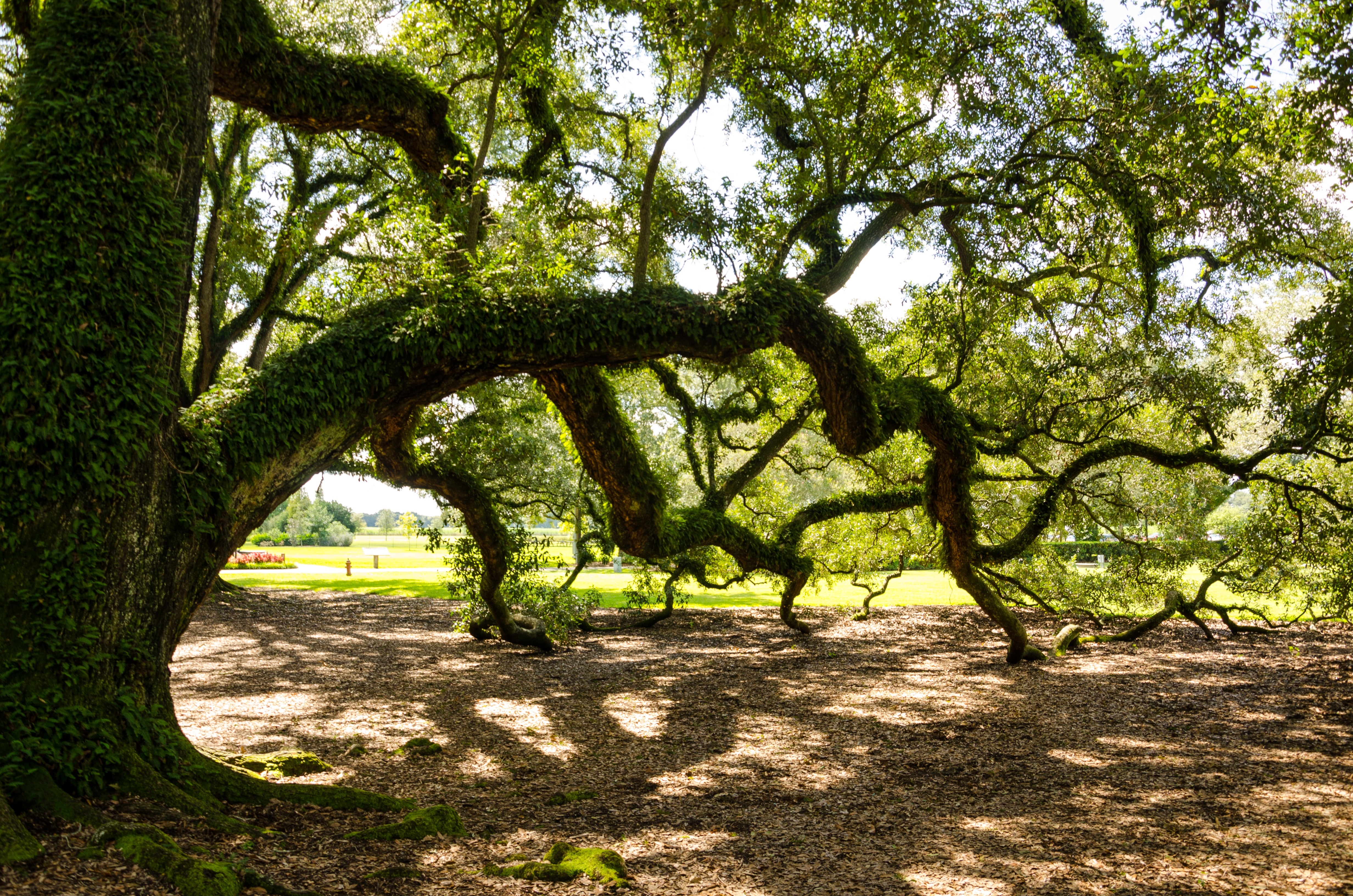 My new tree. Дубовая аллея Луизиана. Плантация дубовая аллея. Дубовая аллея Луизиана 30 х. Луизиана природа дубы.