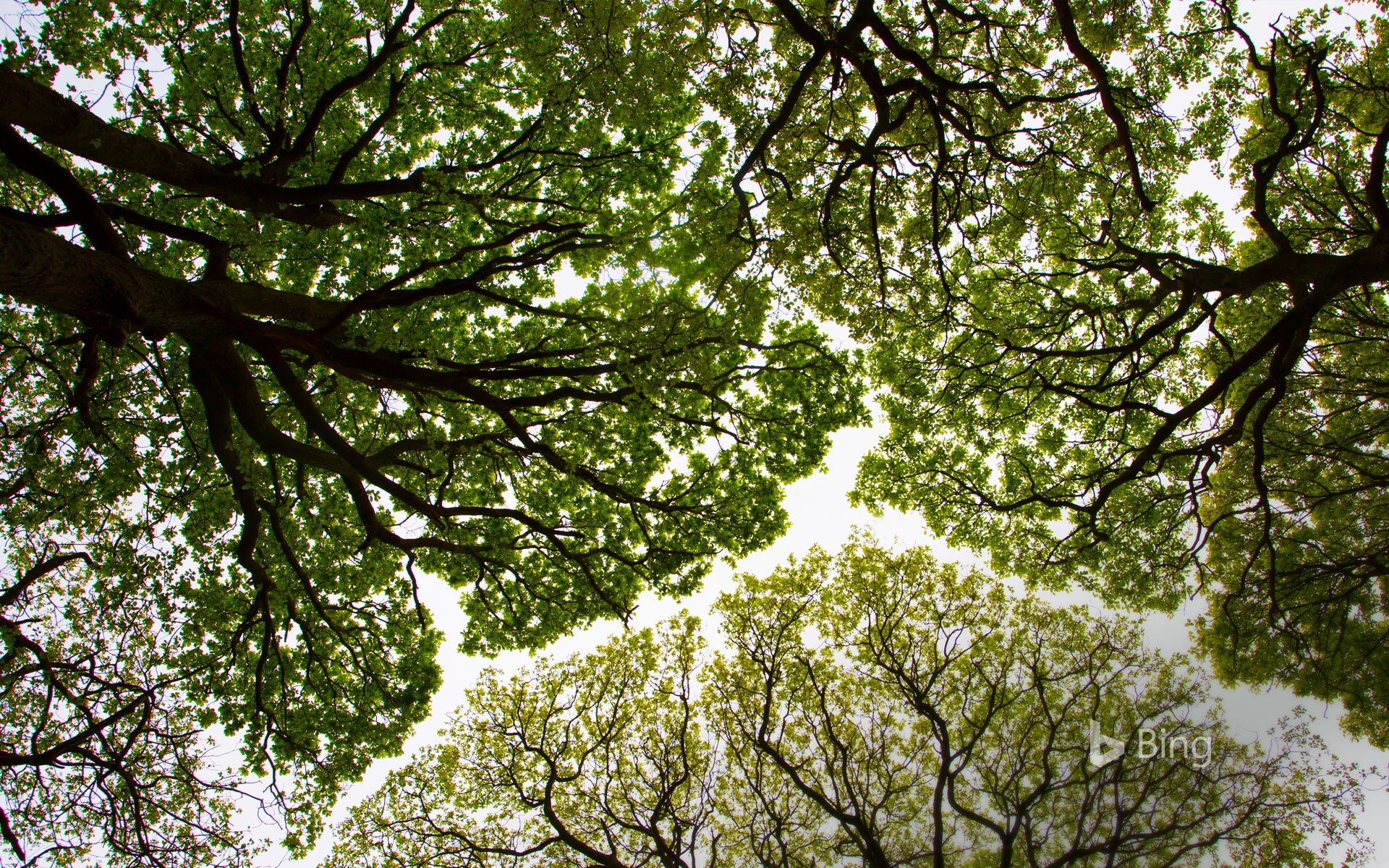 Oak Tree Canopy In Roudsea Wood, Cumbria , HD Wallpaper & Backgrounds