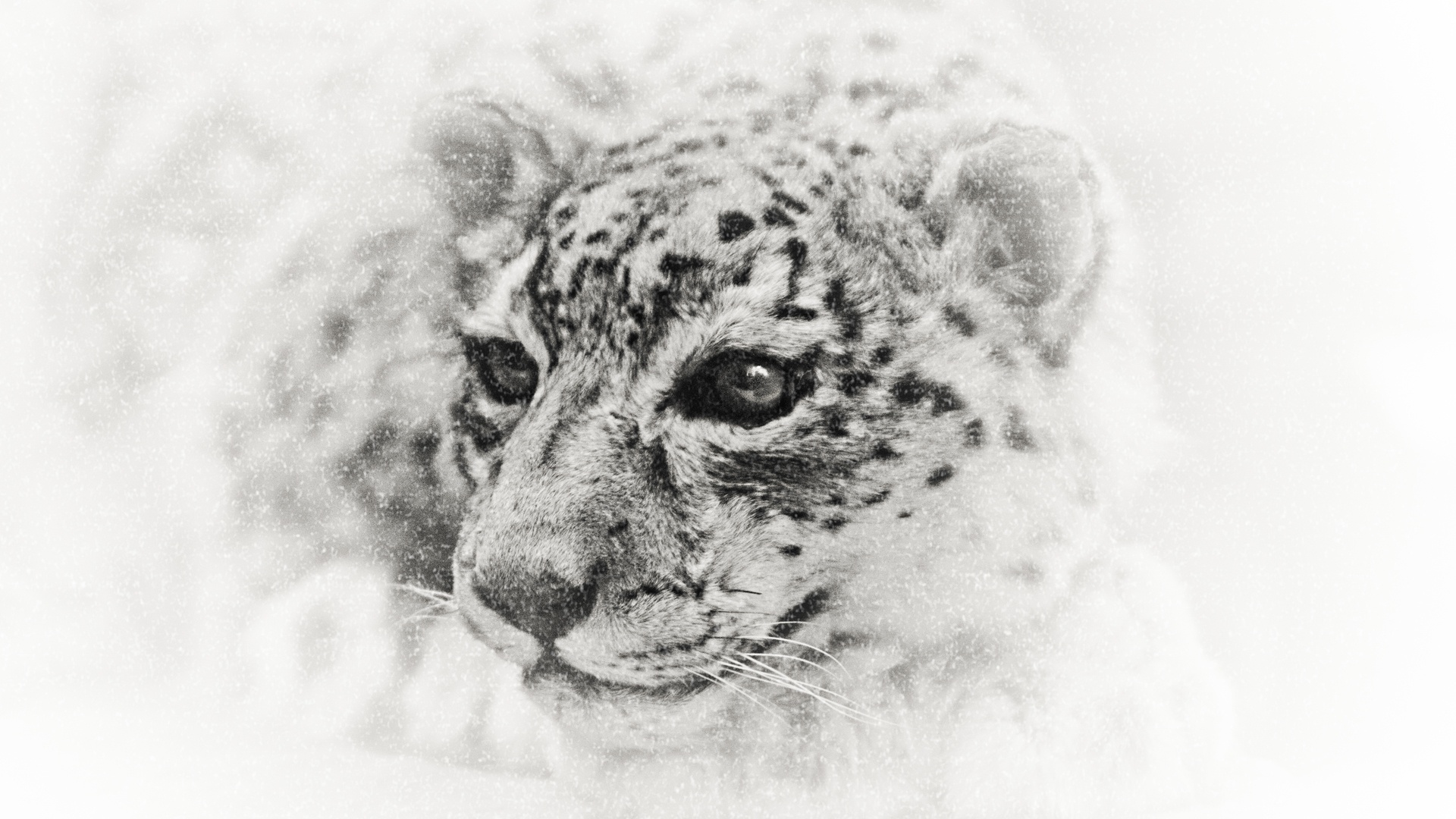Snow Leopard - Animaux Carte Poqemone , HD Wallpaper & Backgrounds