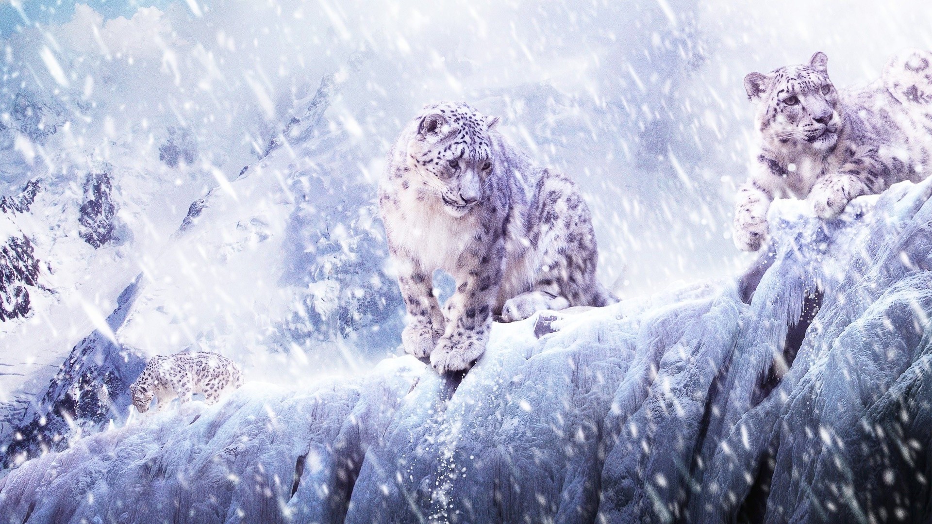 Snow Leopard Wallpaper Hd - Snow Leopard In Snow , HD Wallpaper & Backgrounds