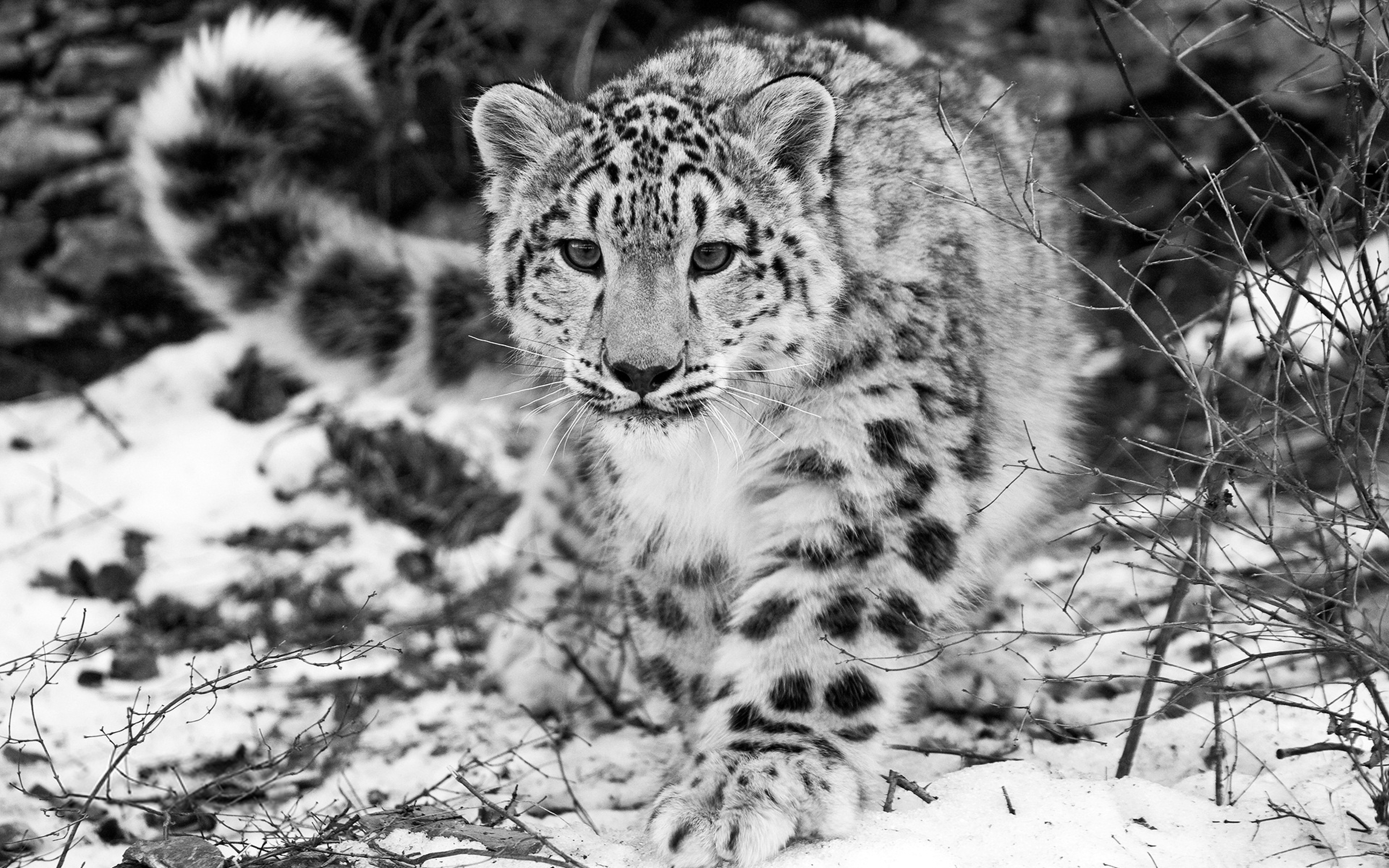 Snow Leopard Wallpapers , HD Wallpaper & Backgrounds