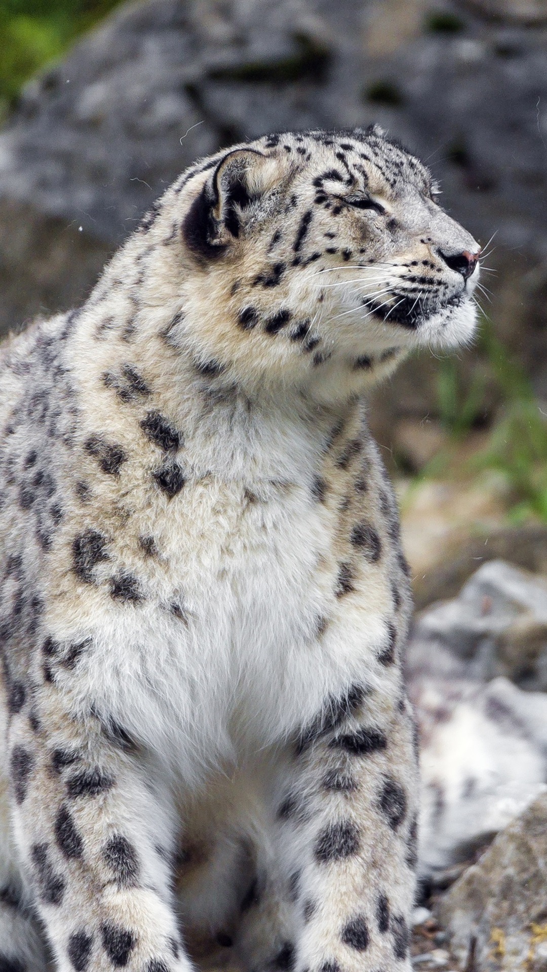 Snow Leopard Wallpaper / Snow Leopard Wallpapers Top Free Snow Leopard